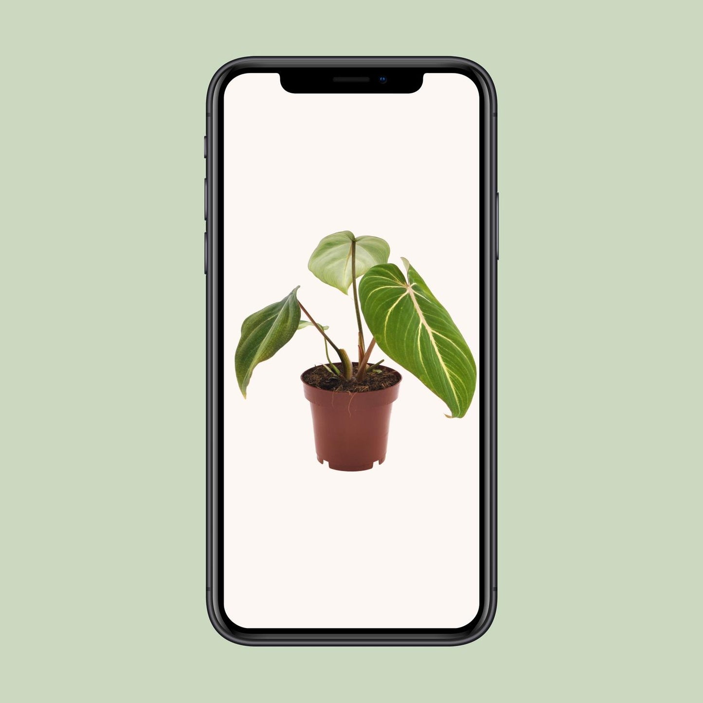 Philodendron Selloum Atom – Pflegeleichte Zimmerpflanze Ø12cm