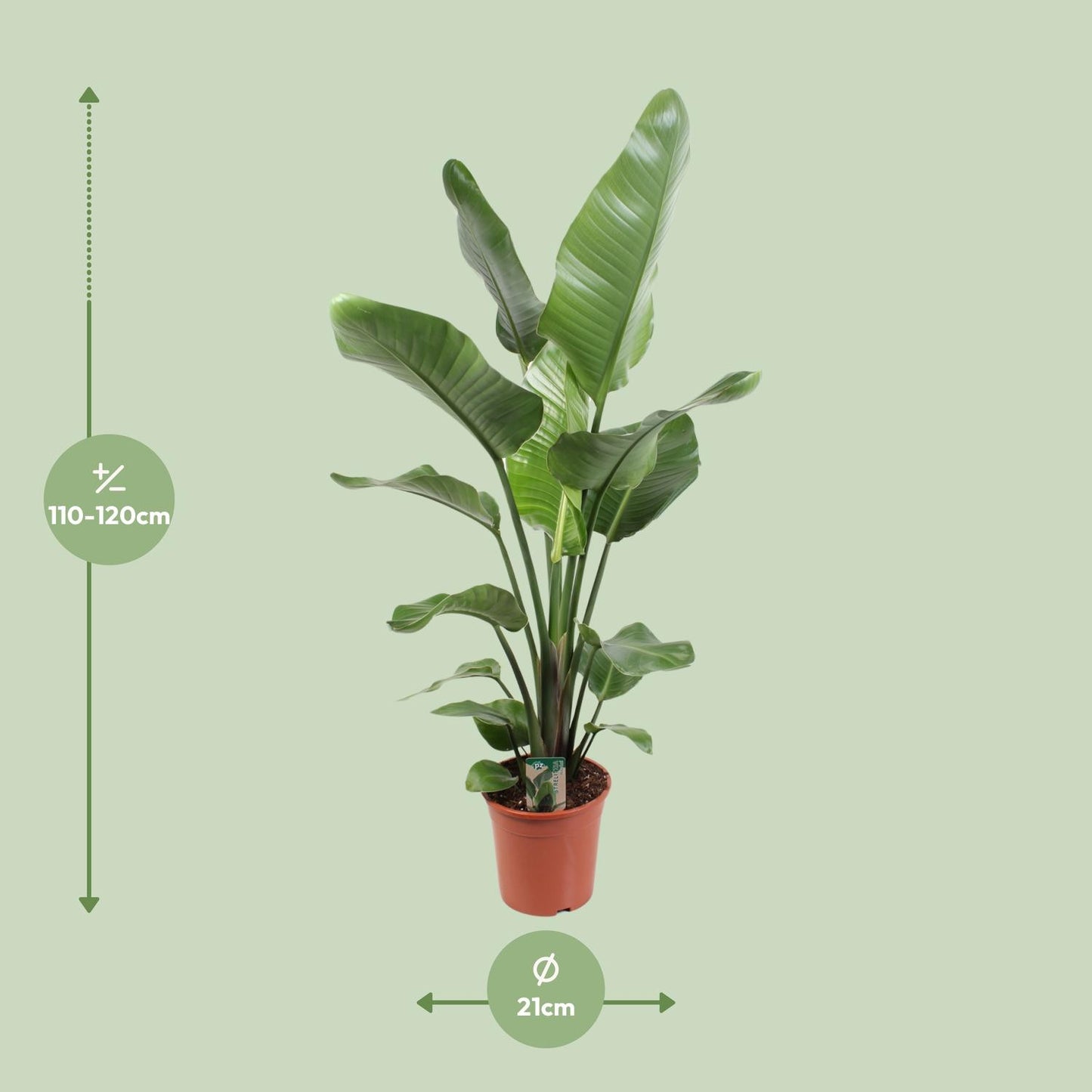 Strelitzia Nicolai – Paradiesvogelblume 21 cm Ø, 120 cm hoch