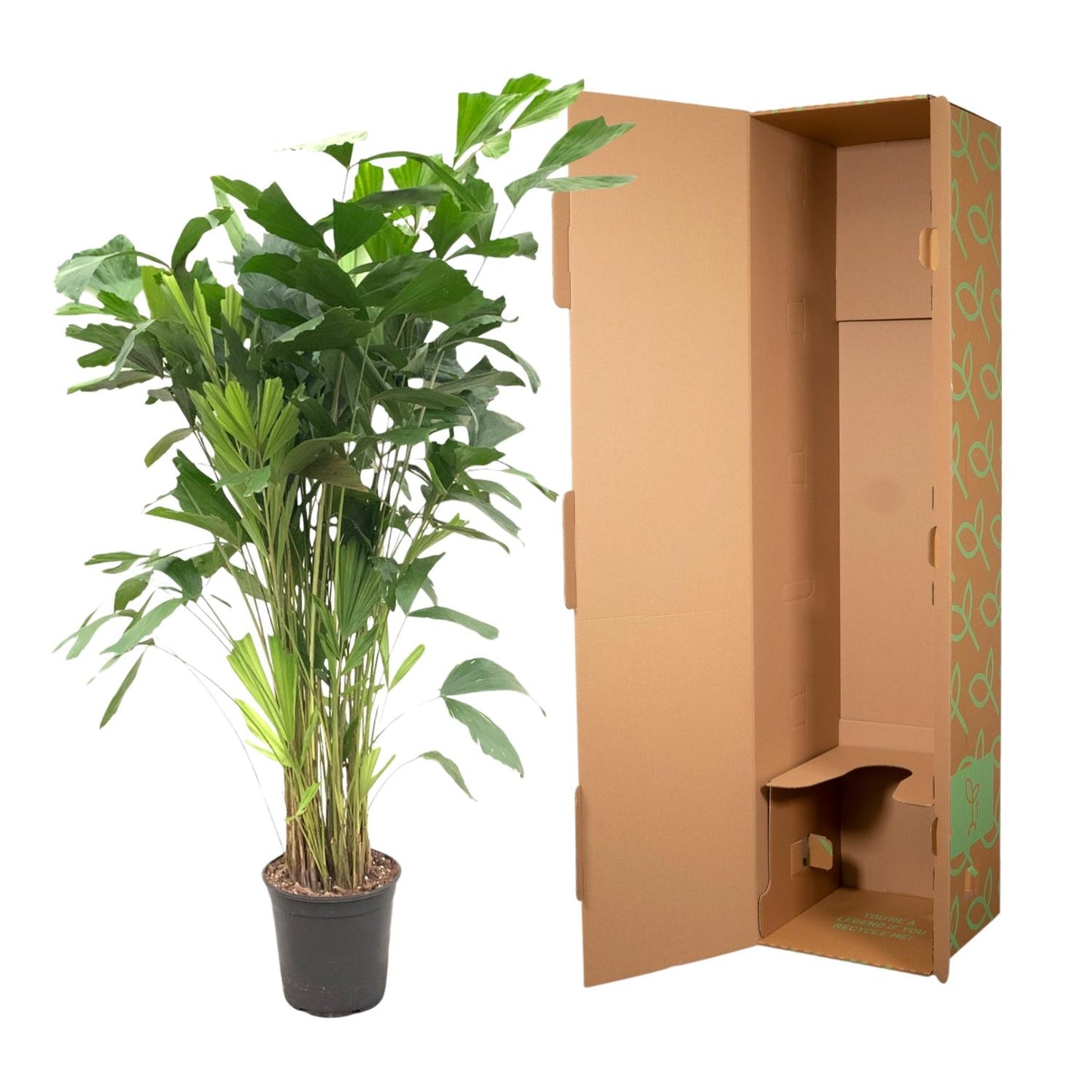 Caryota Mitis – Tropische Fischschwanzpalme 140 cm