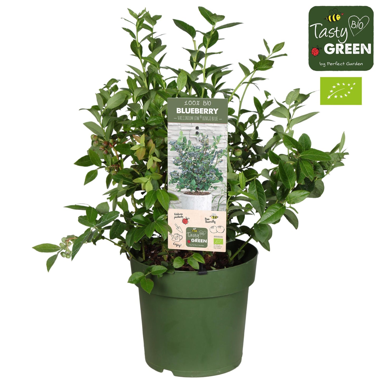 Vaccinium corymbosum 'Bingo Blue' Bio - Heidelbeere Ø23cm, 50cm hoch