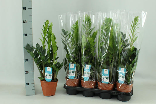 Zamioculcas - Pflegeleichte Zimmerpflanze Ø14cm