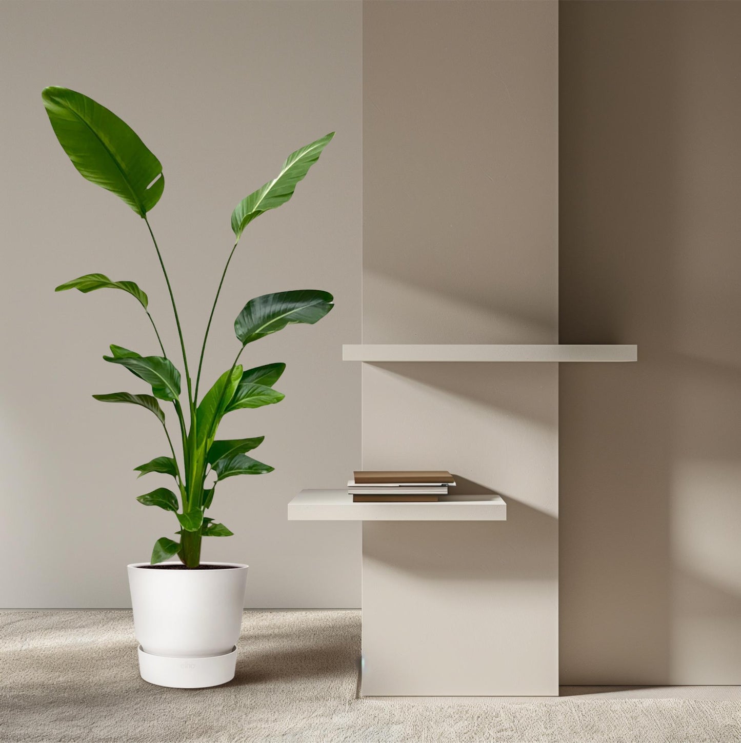 Strelitzia Nicolai – Weiße Paradiesvogel-Pflanze 170 cm