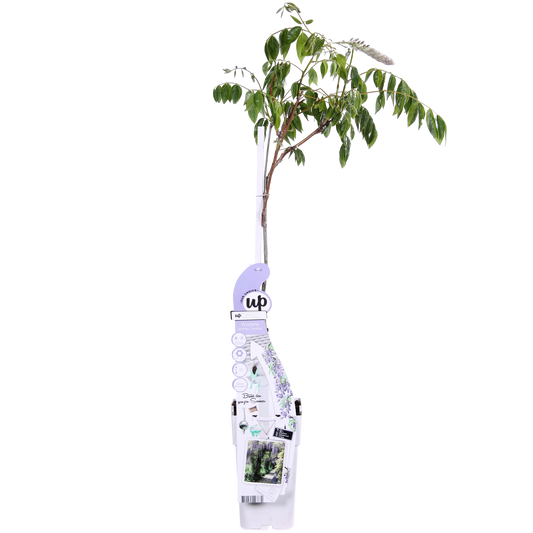 Wisteria sinensis Caroline – Purpurner Regen Kletterpflanze Ø15cm
