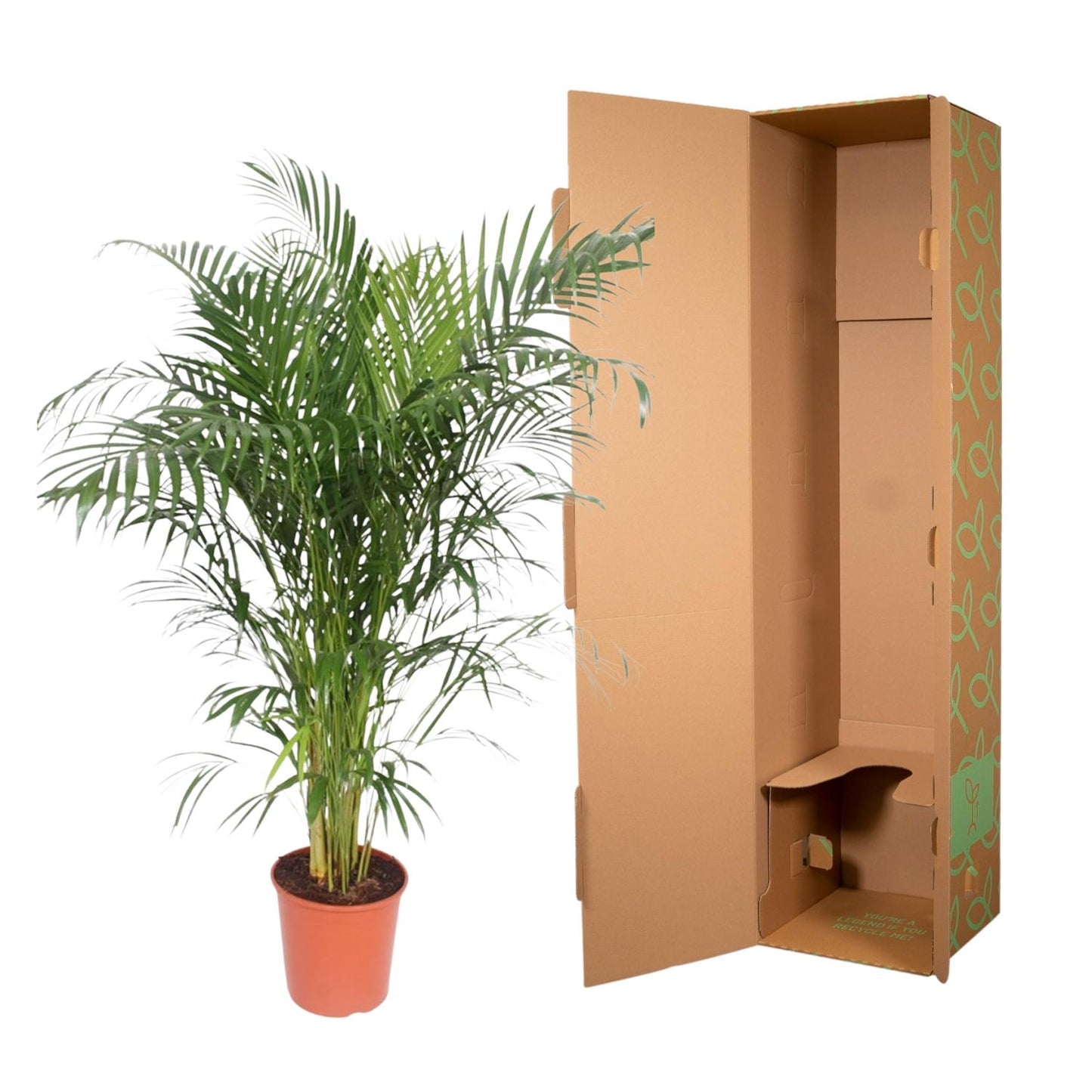 Dypsis Lutescens (Goldpalme) – 150 cm, ø30 cm, pflegeleicht