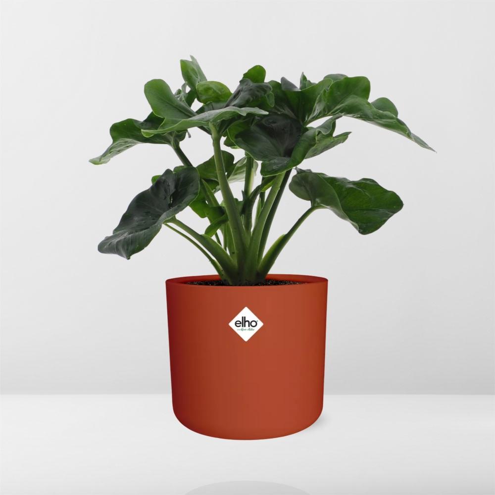 Philodendron Atom – Pflegeleichte tropische Zimmerpflanze 14cm
