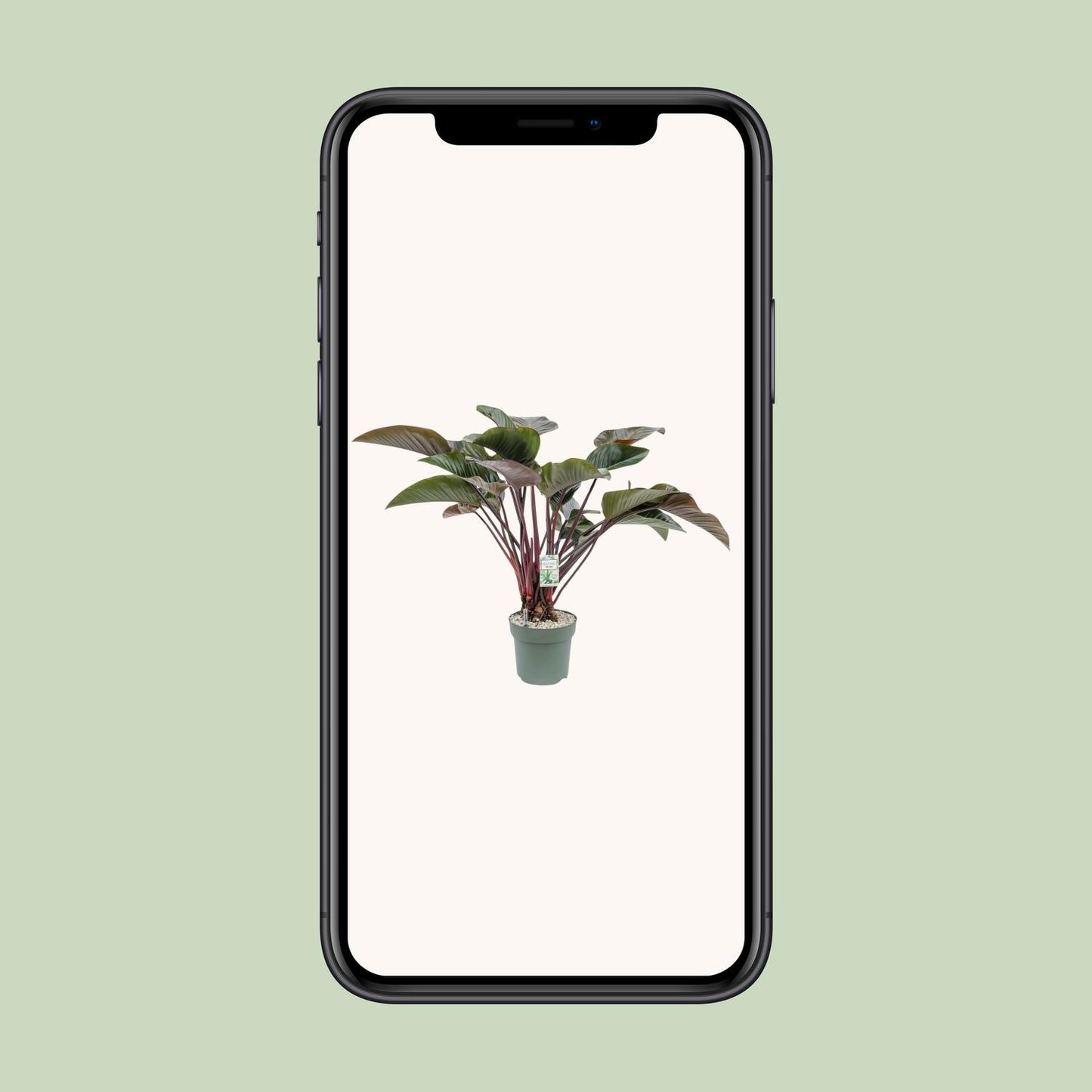 Philodendron Red Beauty – Pflegeleichte Zimmerpflanze Ø30cm