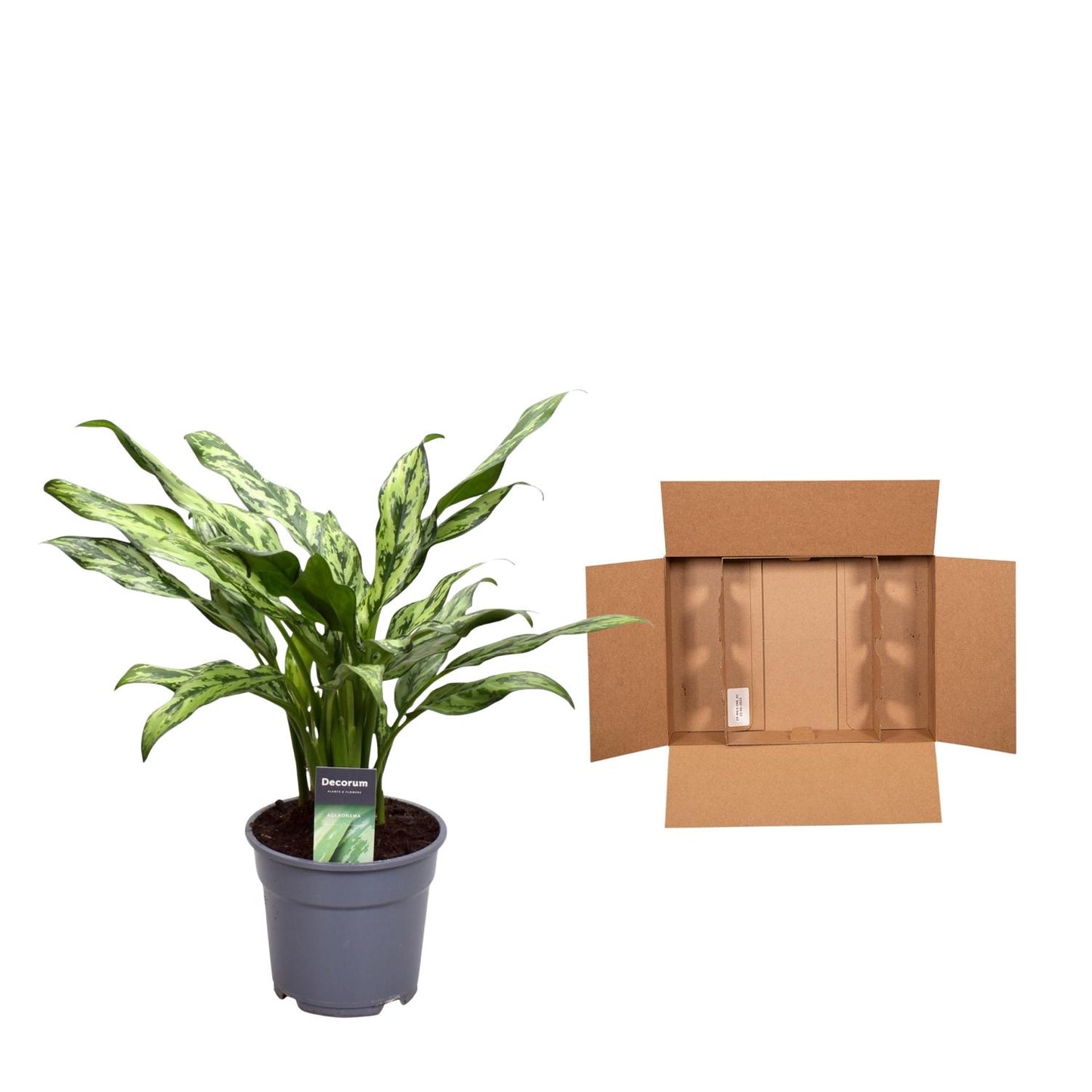 Aglaonema Juliette – Pflegeleichte elegante Zimmerpflanze 40 cm