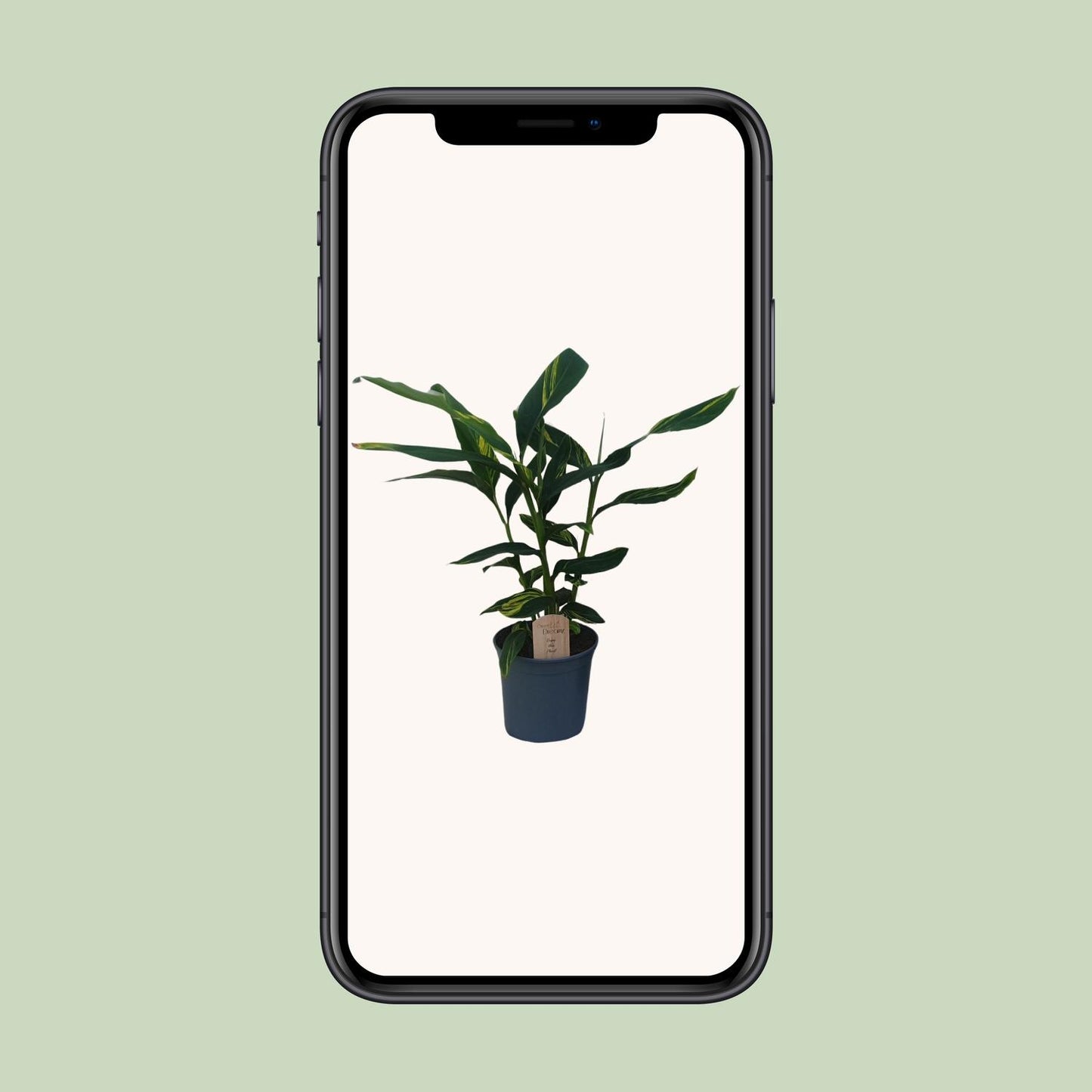 Alpinia Zerumbet – Pflegeleichter Ingwer mit tropischem Flair