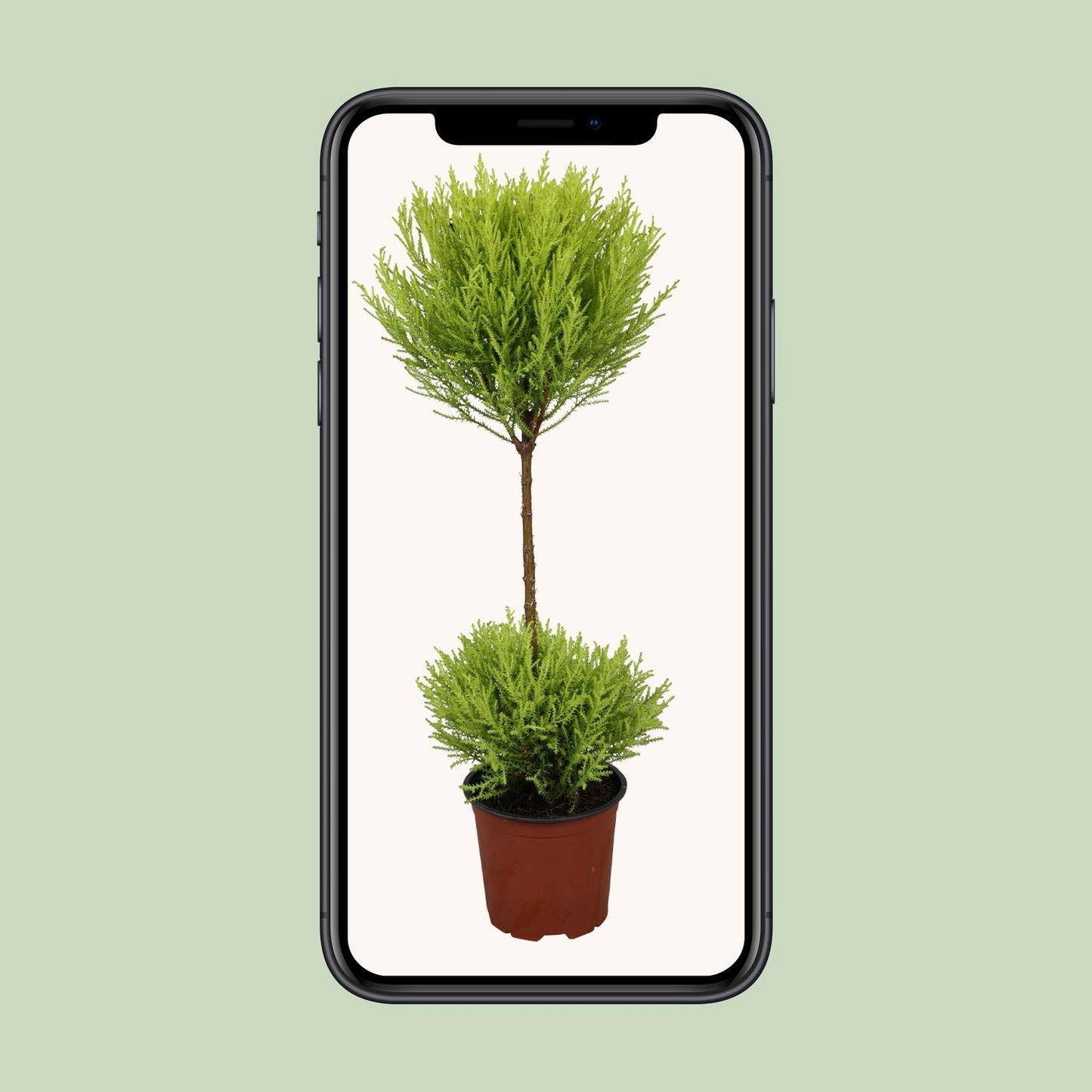 Cupressus Goldcrest Wilma – Kompakte Goldzypresse Ø14cm, 60cm hoch