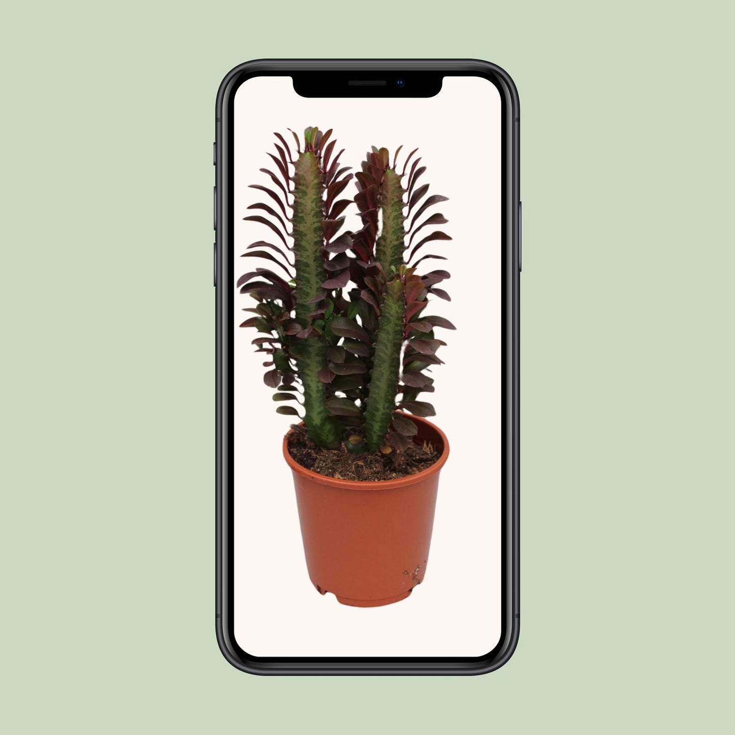 Afrikanischer Milchbaum Rubra – Pflegeleichte Zimmerpflanze Ø12cm
