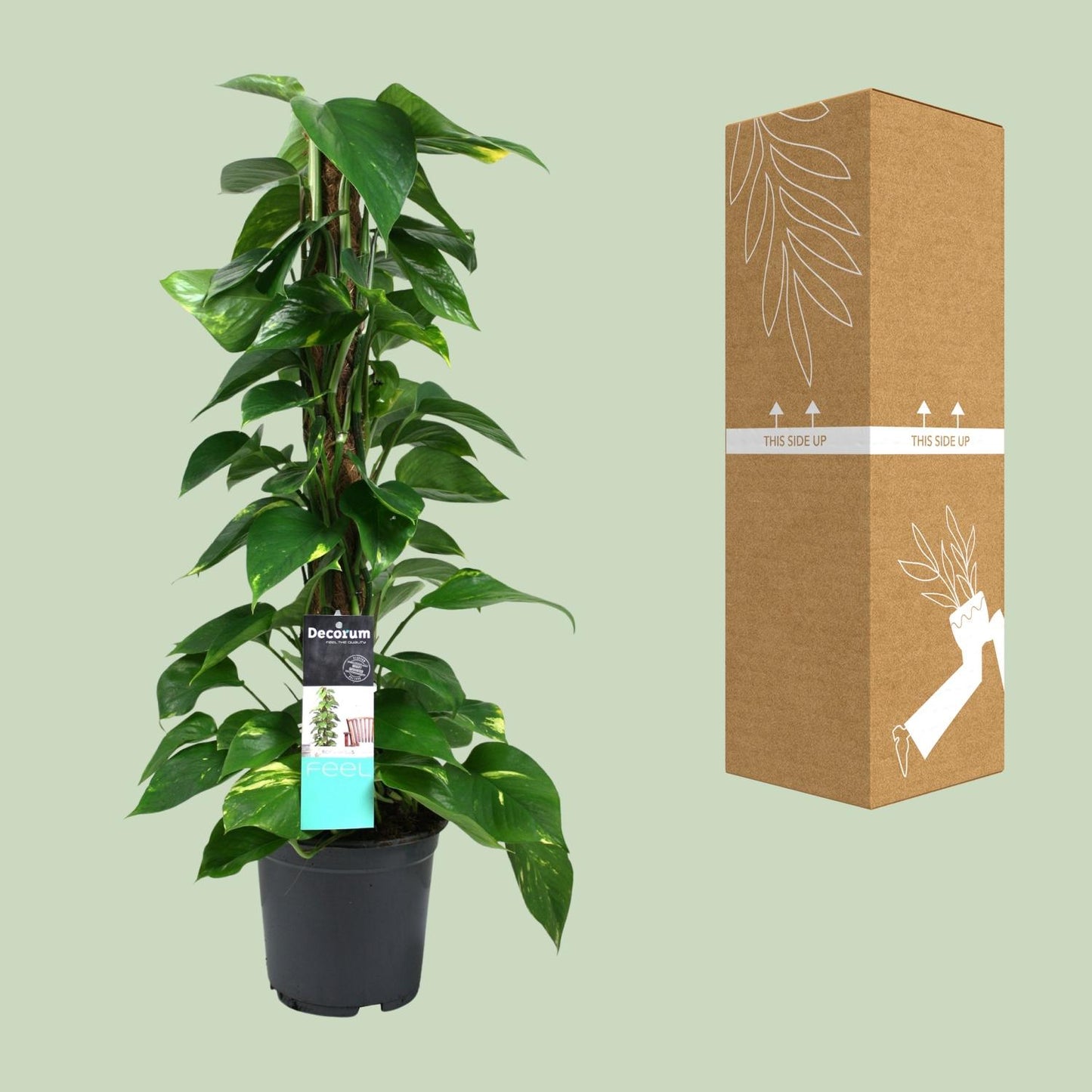 Scindapsus (Epipremnum) – Pflegeleichte Zimmerpflanze Ø19cm, 80cm hoch