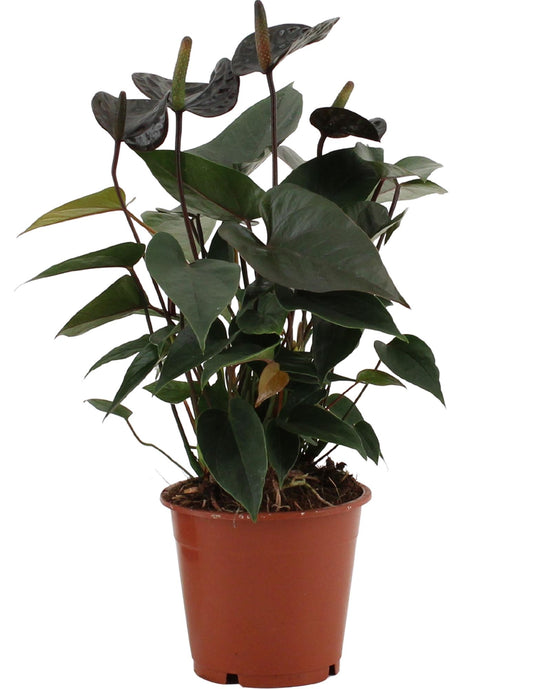 Anthurium Black Love – Pflegeleichte Zimmerpflanze Ø12cm