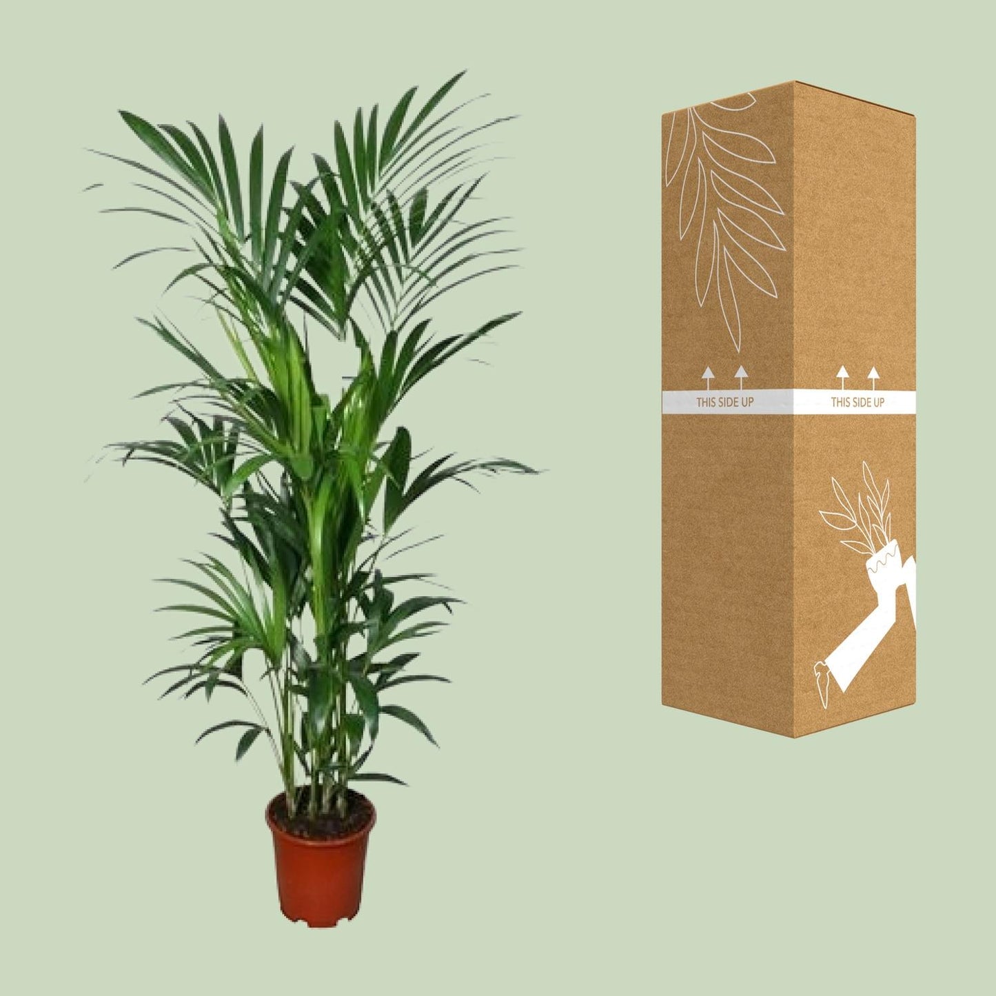 Kentia Palme – Elegante, pflegeleichte Zimmerpflanze 180 cm