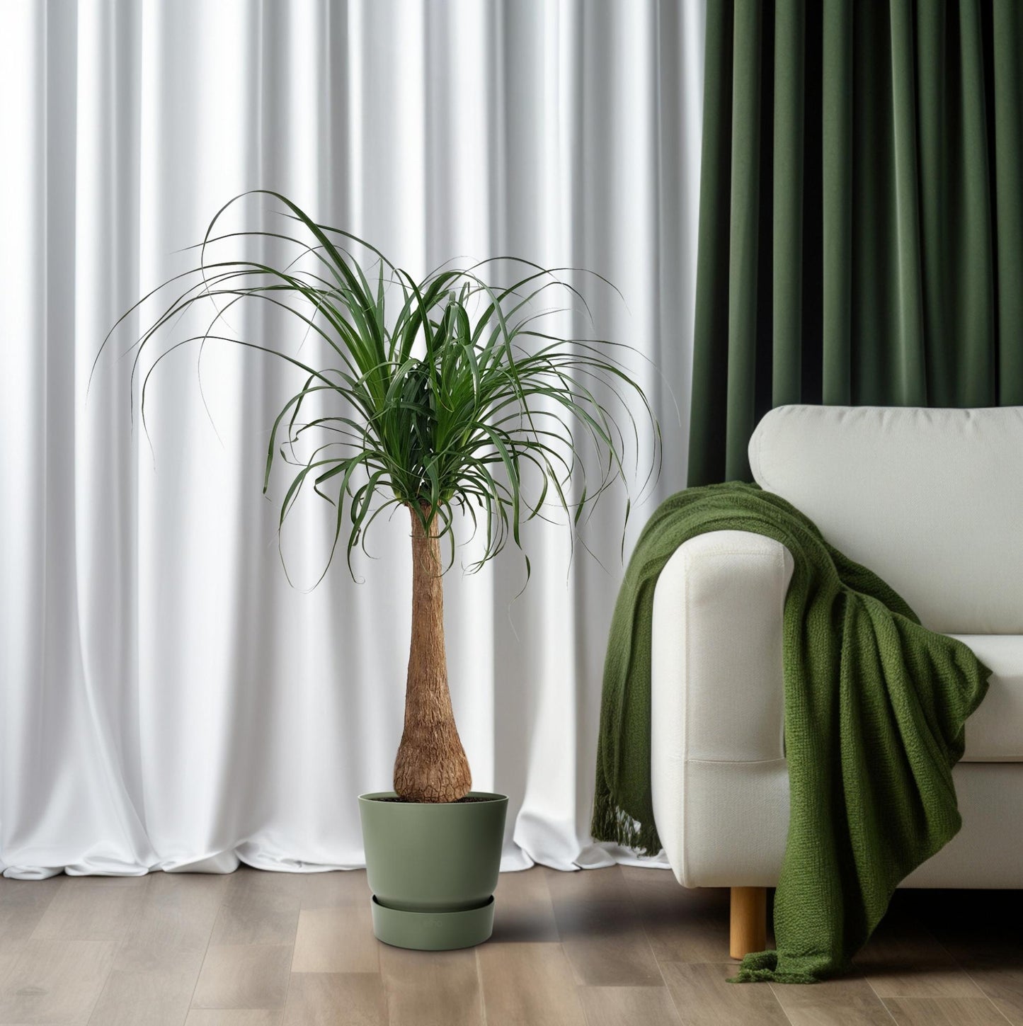Elefantenfuß 'Maya Palm' – Pflegeleichte Zimmerpflanze 110 cm