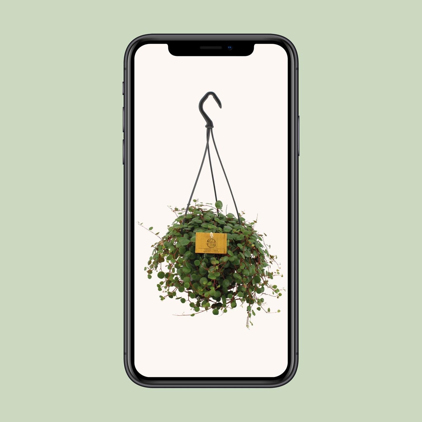 Peperomia Pepperspot – Pflegeleichte Zimmerpflanze Ø15cm