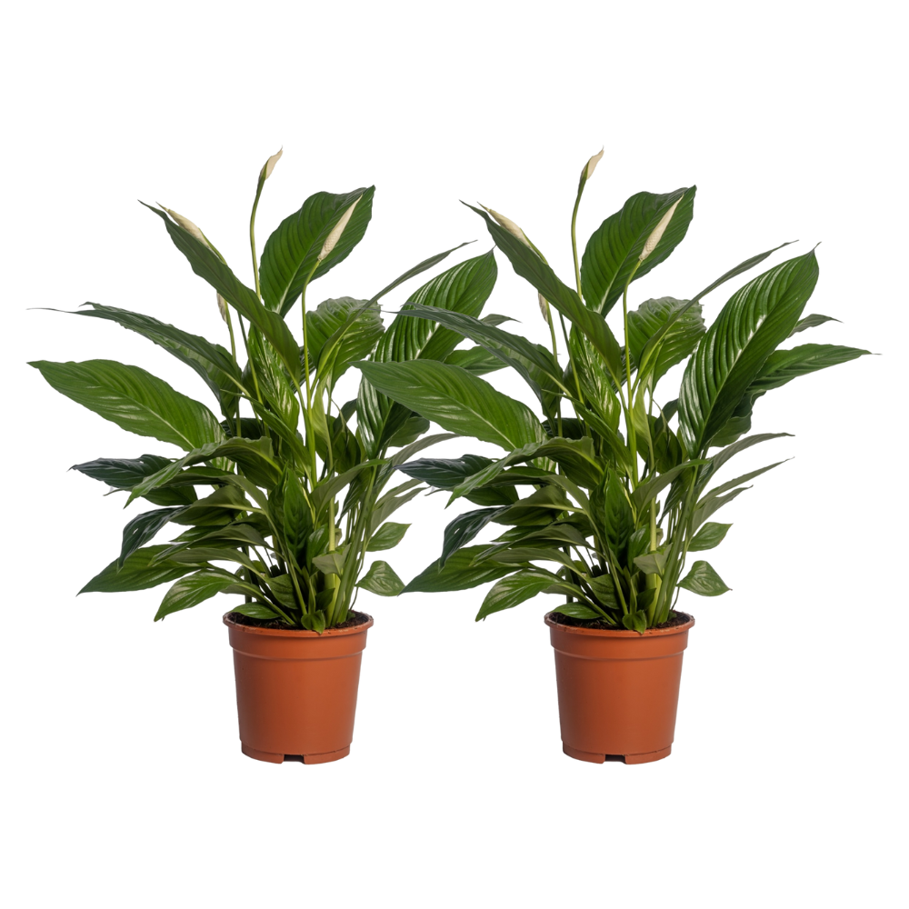 Spathiphyllum Vivaldi – 2er-Set, Ø17cm, ca. 70cm hoch