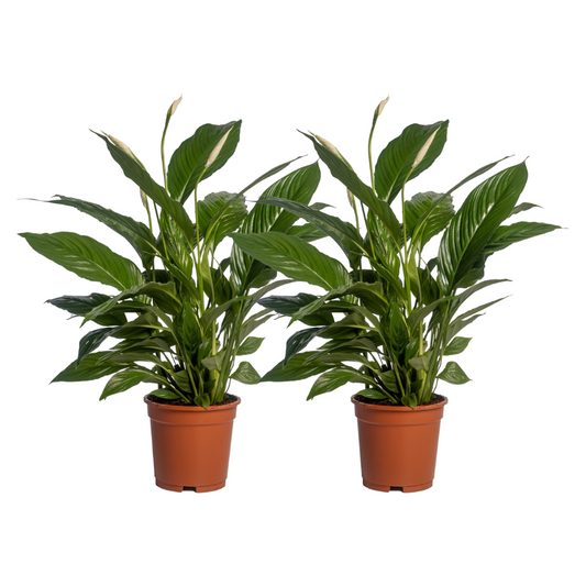 Spathiphyllum Vivaldi – 2er-Set, Ø17cm, ca. 70cm hoch