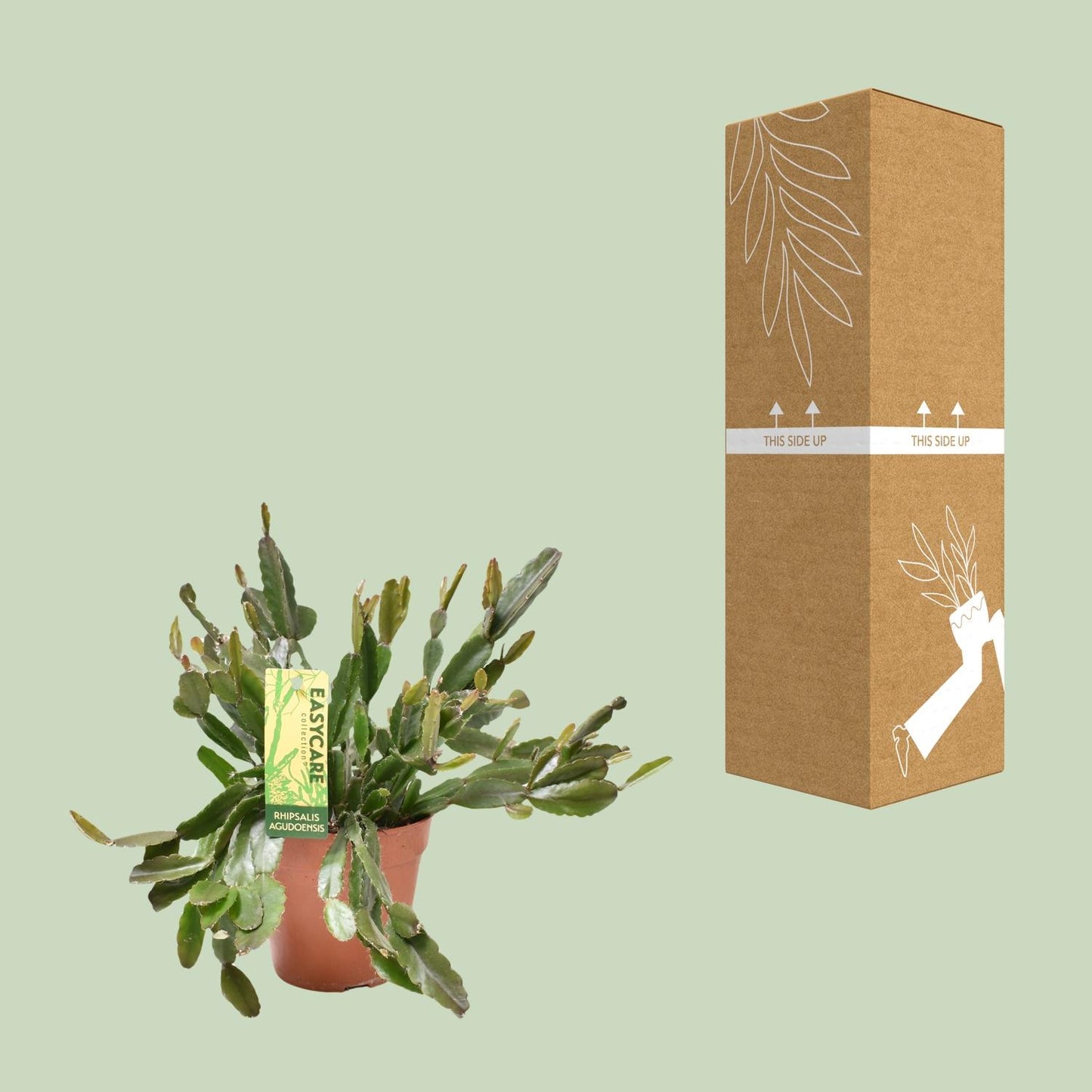 Rhipsalis Agudoensis – Pflegeleichte tropische Zimmerpflanze Ø12 cm