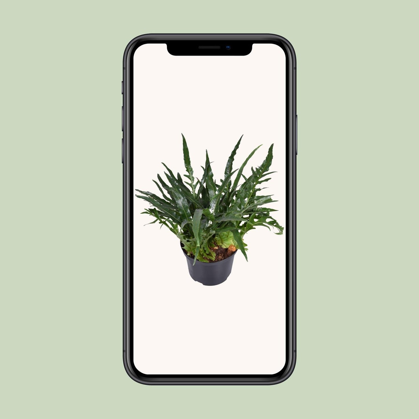 Aglaomorpha coronans – Eleganter Santa Rosa Farn Ø23cm