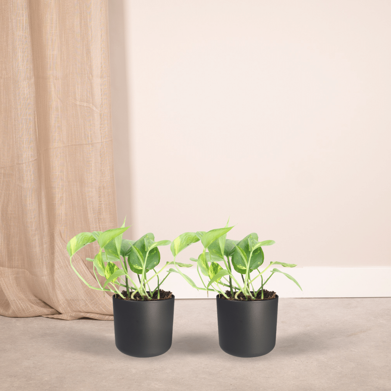 2x Epipremnum Aureum – pflegeleichte Kletterpflanze 20cm