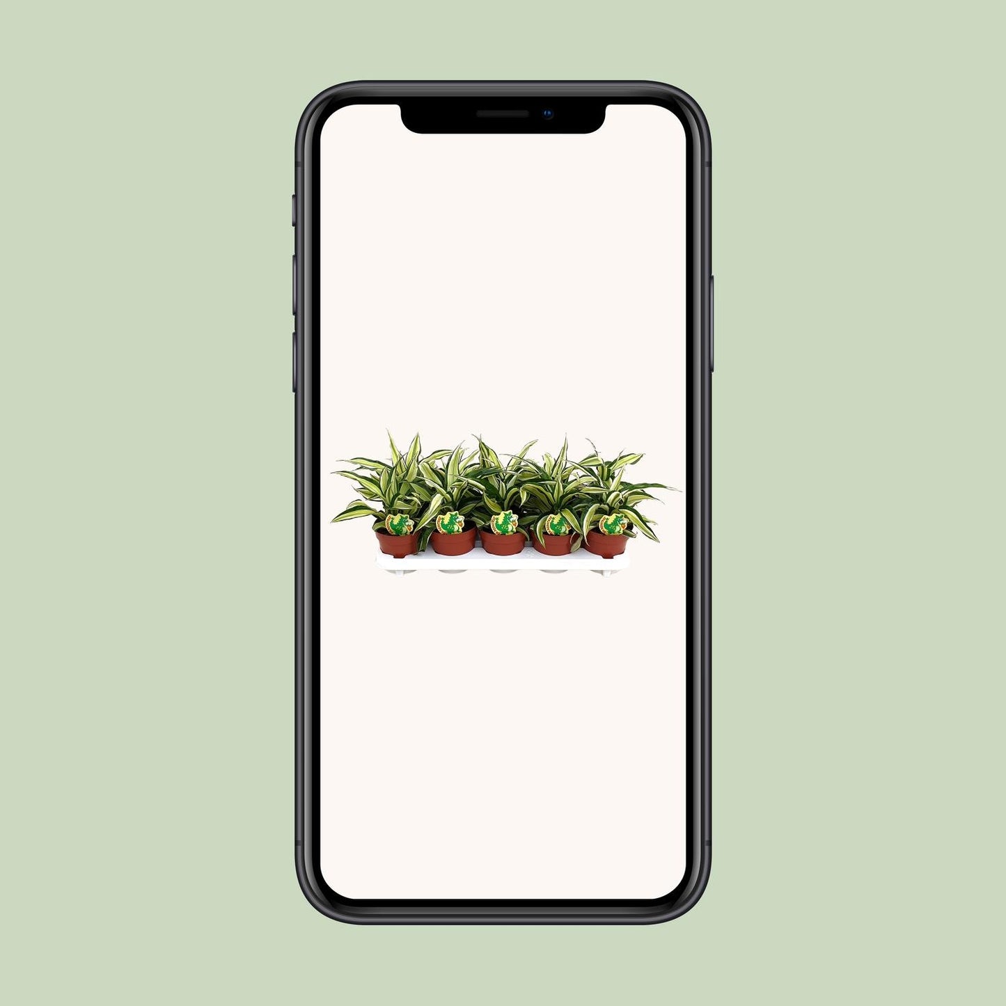 Dracaena Malaika – Exotische, pflegeleichte Zimmerpflanze Ø12cm