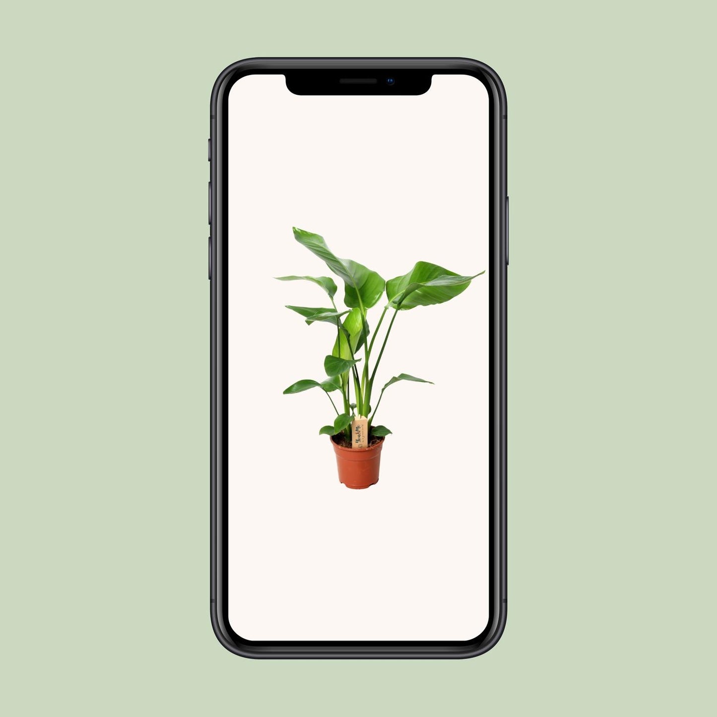 Strelitzia Nicolai – Exotische Paradiesvogelblume Ø17cm, 60cm hoch