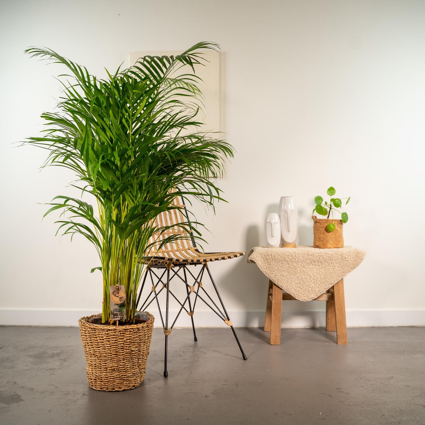 Areca-Palme mit Korb – 130 cm – pflegeleicht & luftreinigend