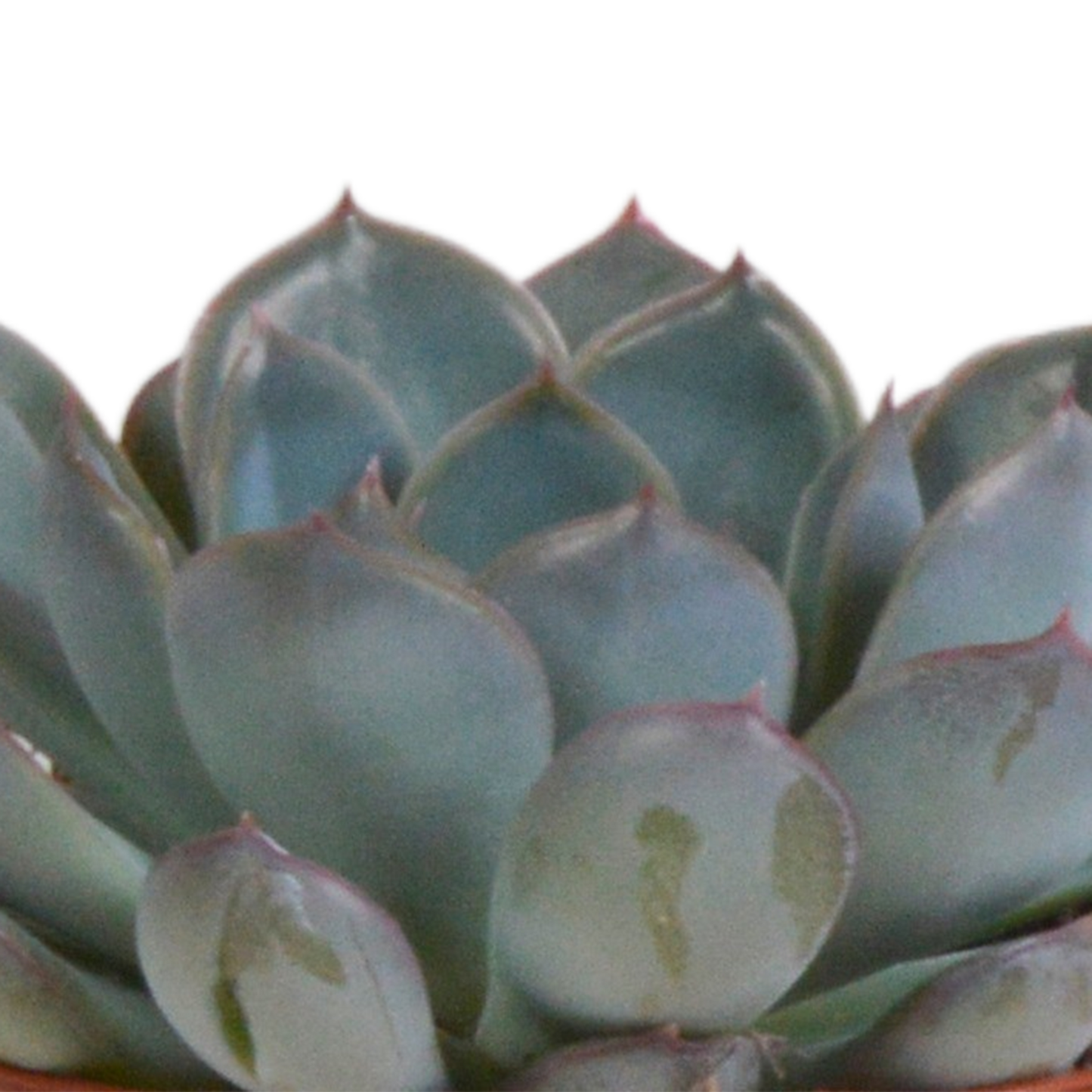 Echeveria-Mischung 3er Set im Terrakotta-Topf 8,5 cm