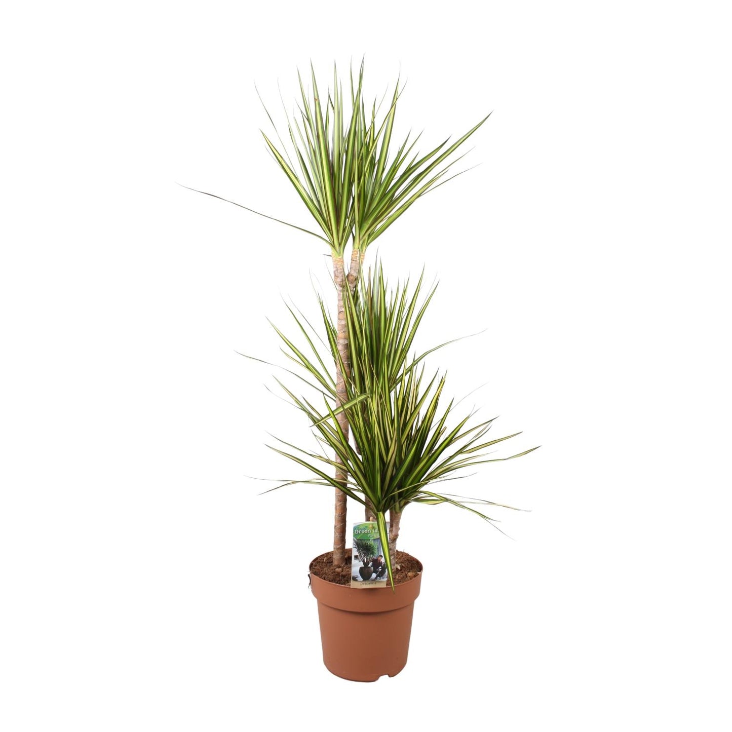 Drachenbaum Sunray – 120 cm – Pflegeleichte Zimmerpflanze