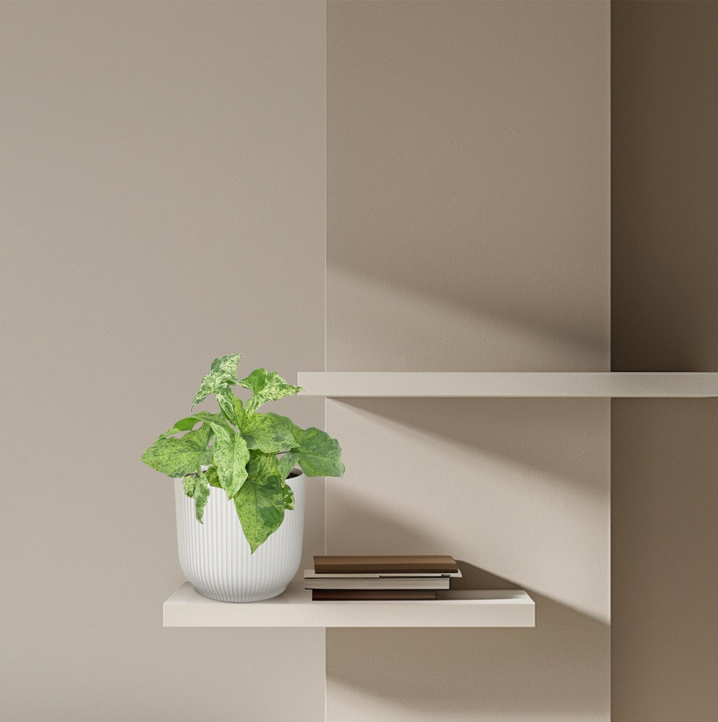 Syngonium Mottled – Pflegeleichte, marmorierte Zimmerpflanze 25 cm