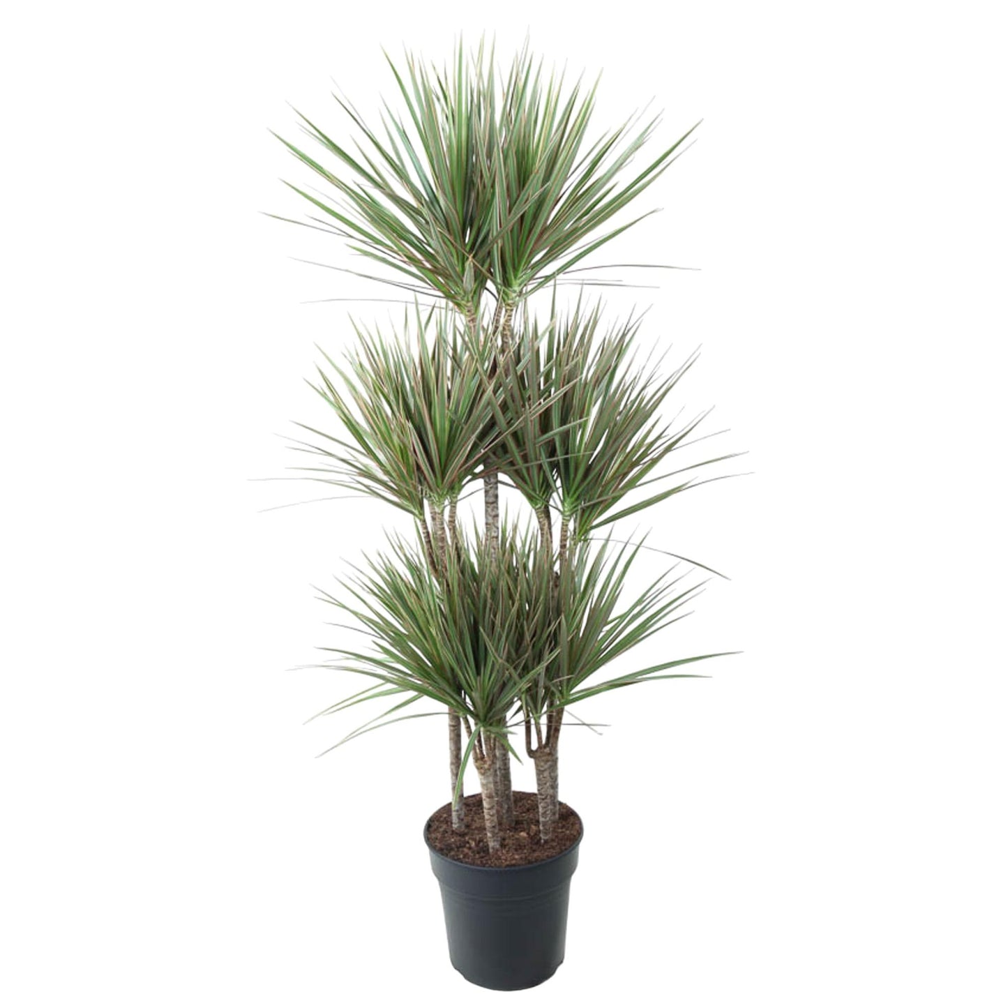 Dracaena Bicolor Carrousel – 150 cm, ø31 cm