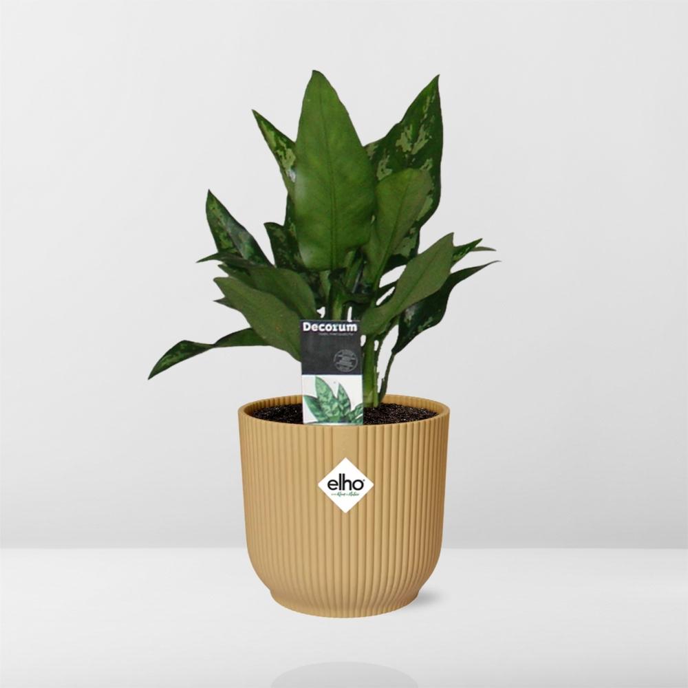 Aglaonema Maria in ELHO Vibes Fold 14cm gelb – Luftreinigende Zimmerpflanze