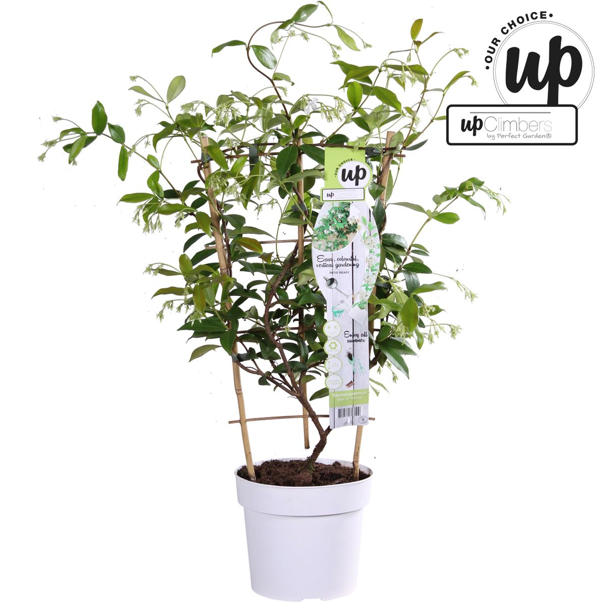 Toskanischer Jasmin 'Star of Venice' – Duftende Kletterpflanze Ø15cm