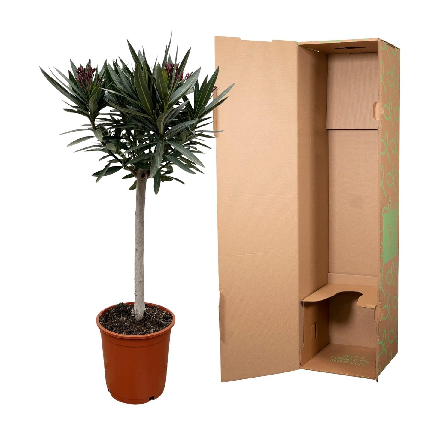 Nerium Oleander op Stam mit rosa Blüte – 90 cm