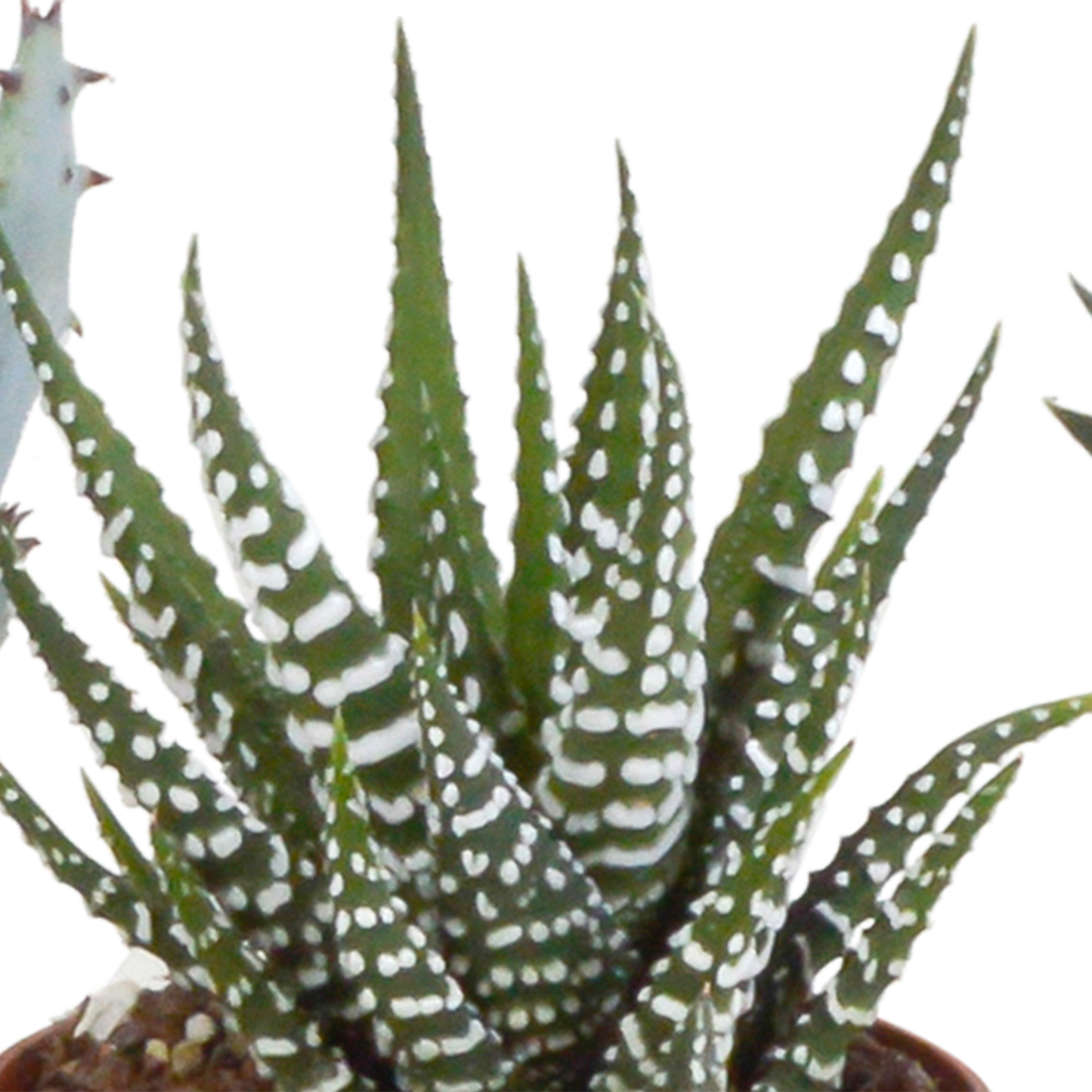Gasteria & Haworthia Sukkulenten-Mix im mexikanischen Topf 5x 5,5cm