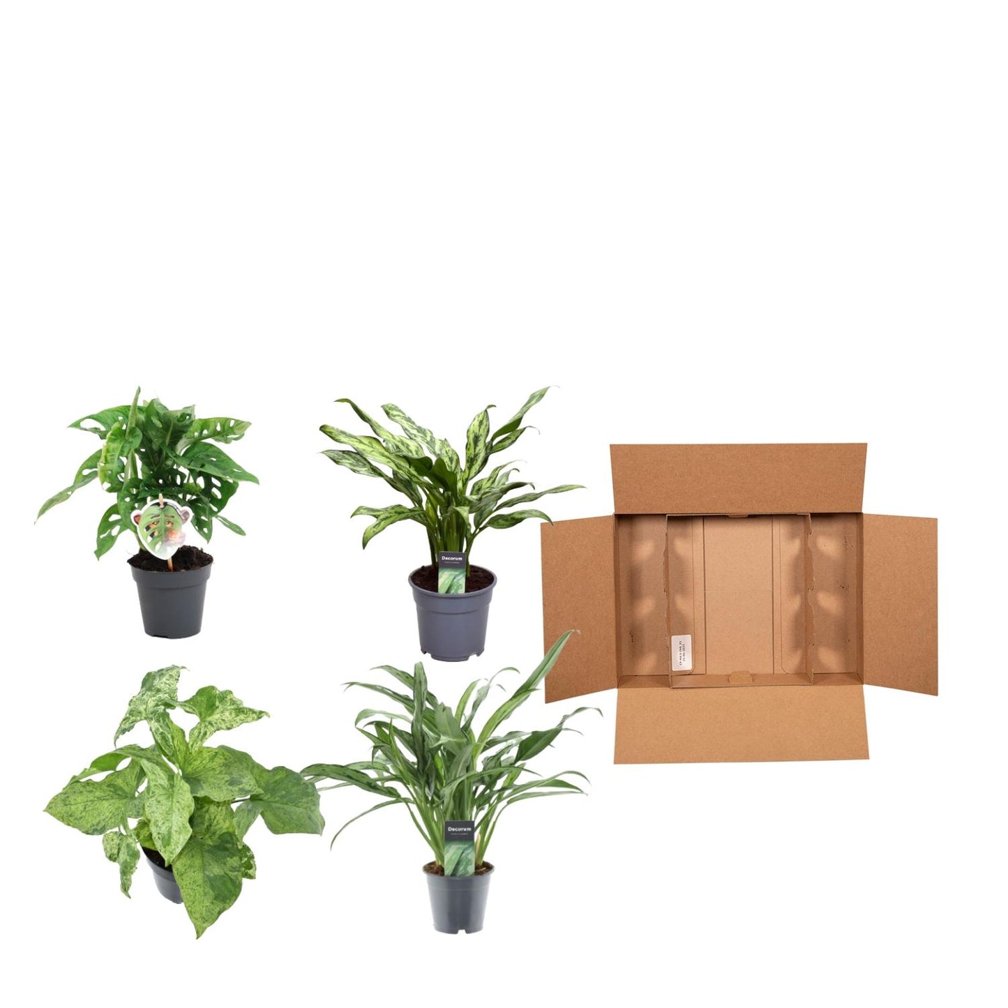 Grüner Pflanzenmix 4er Set – Monstera & Aglaonema