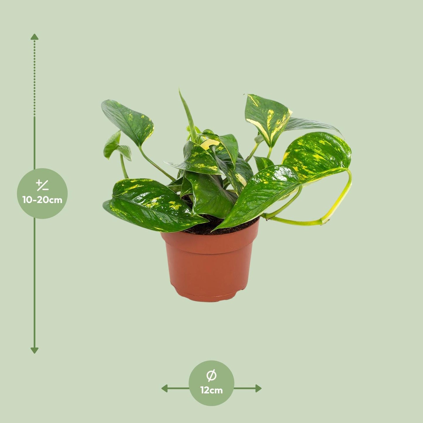 Epipremnum Hawaiian – Goldener Efeutute Ø12cm, pflegeleicht