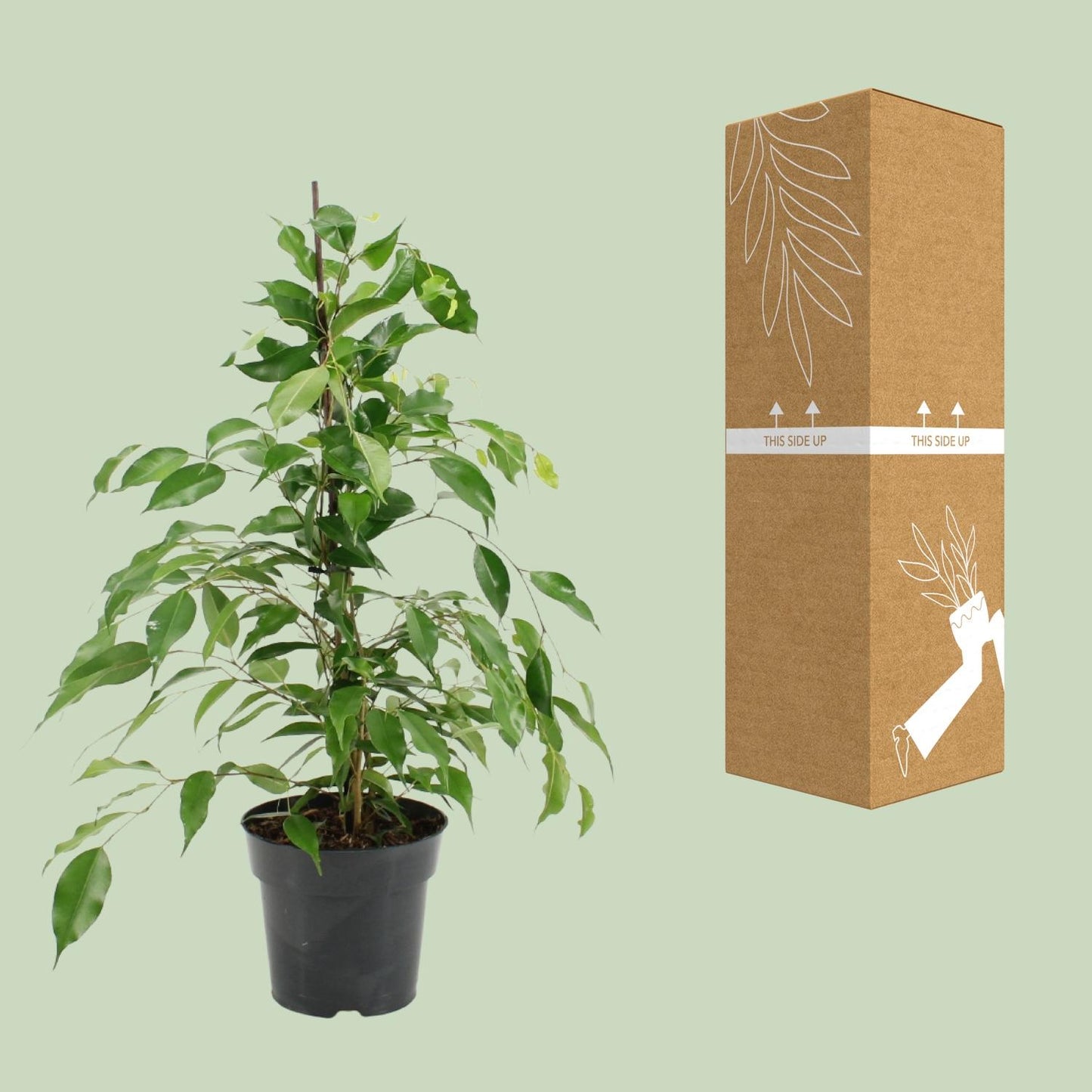 Ficus Benjamina Danita – Pflegeleichte Zimmerpflanze Ø17cm