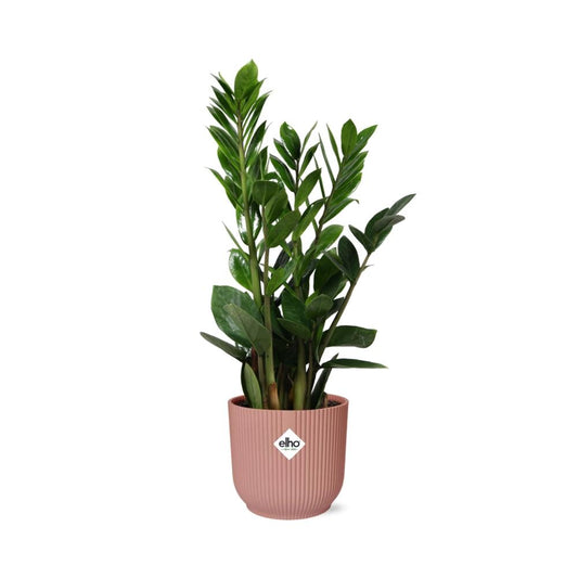 Zamioculcas – Pflegeleichte ZZ-Pflanze im ELHO Vibes Fold Topf 14cm rosa