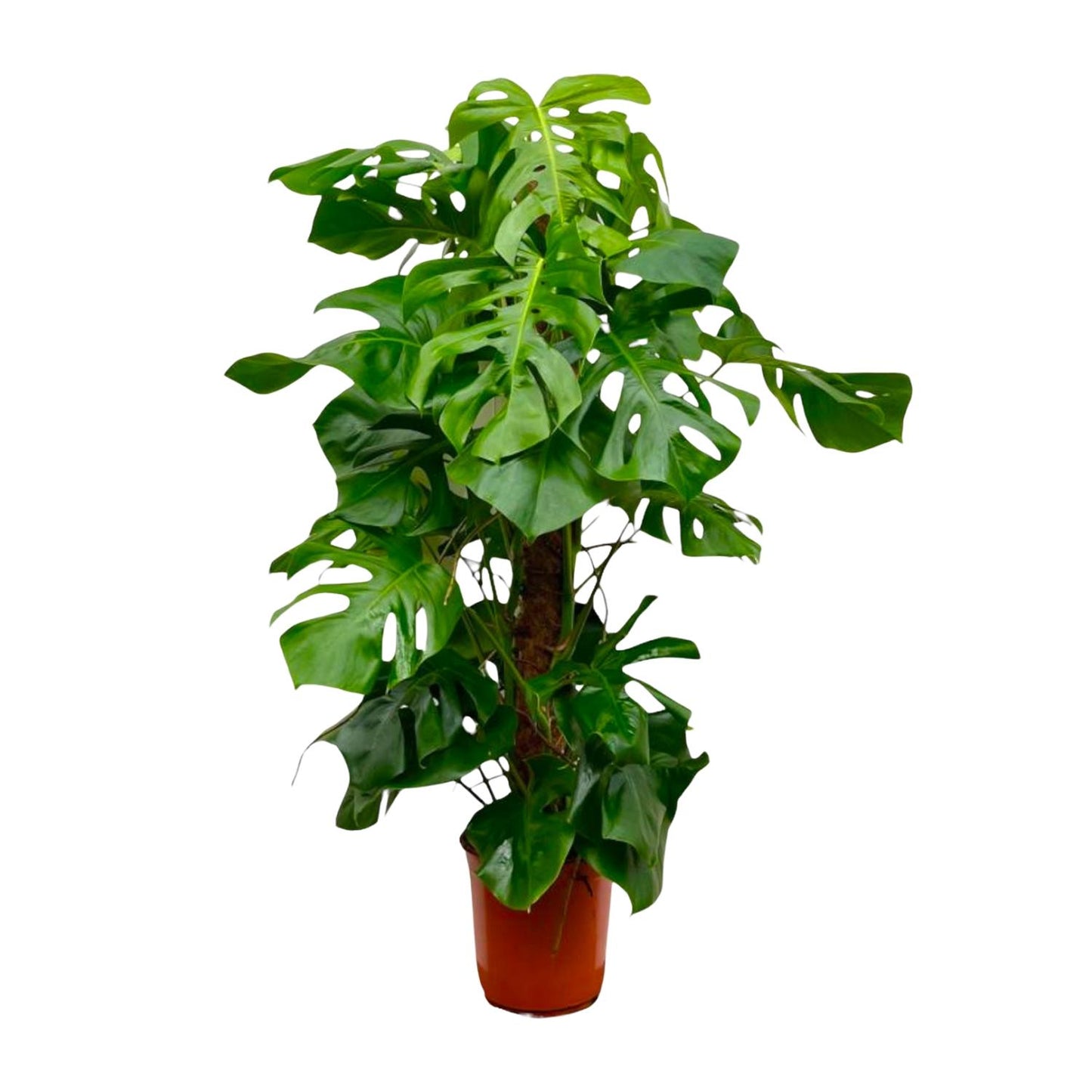 Monstera Deliciosa XXL – Tropische Zimmerpflanze 150 cm