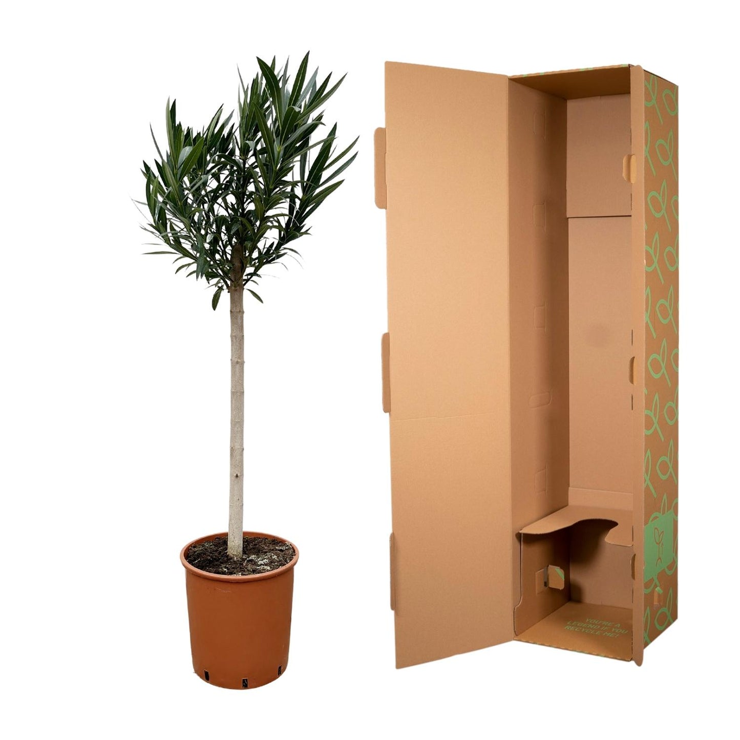 Nerium Oleander Stamm mit roten Blüten – 170 cm – Ø30 cm