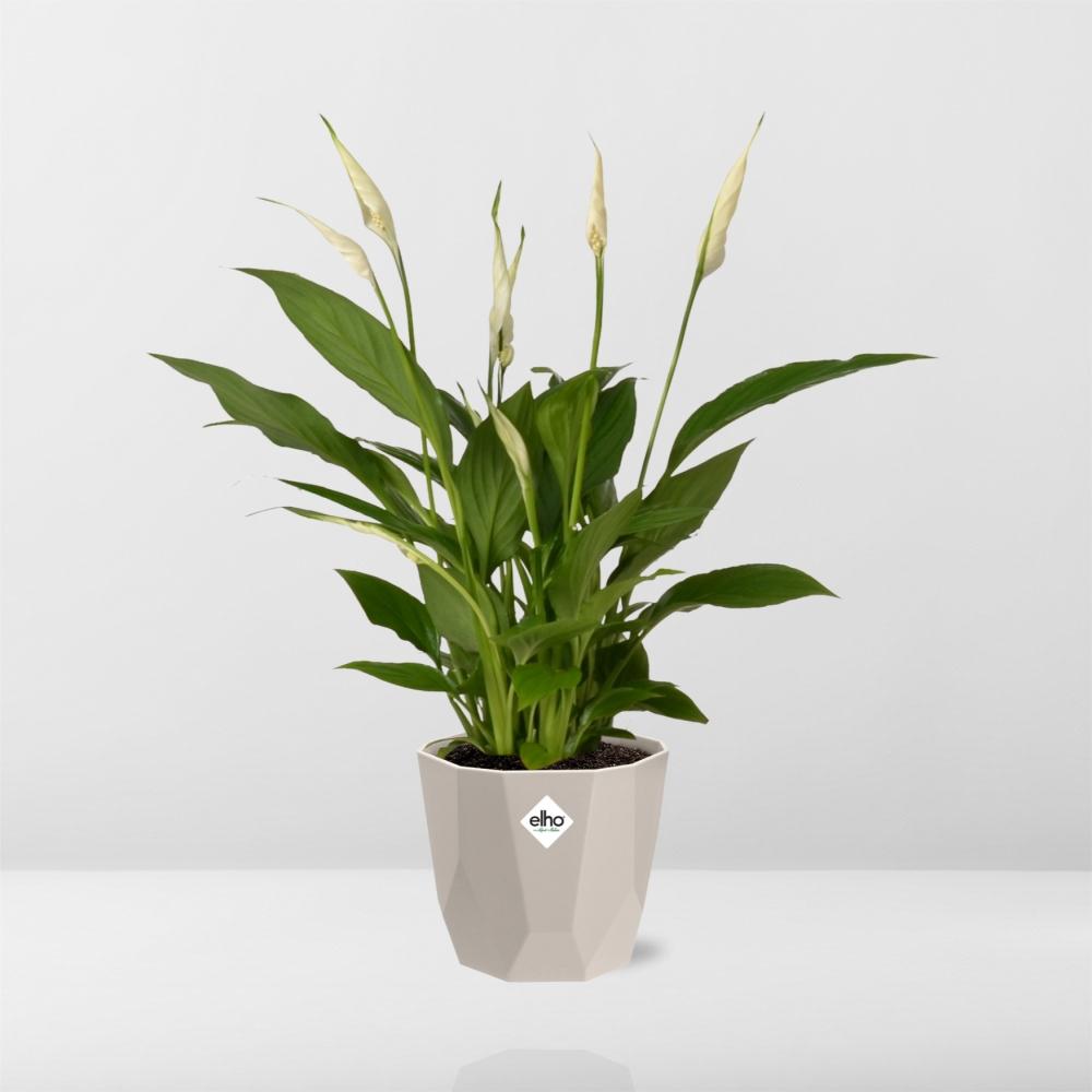 Friedenslilie Spathiphyllum 12 cm im ELHO b.for rock Topf