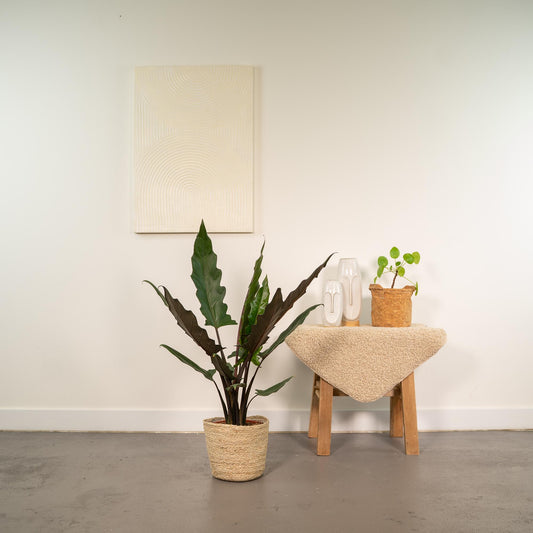 Alocasia Lauterbachiana Ø19cm mit Korb Selin – Luftreinigendes Elefantenohr
