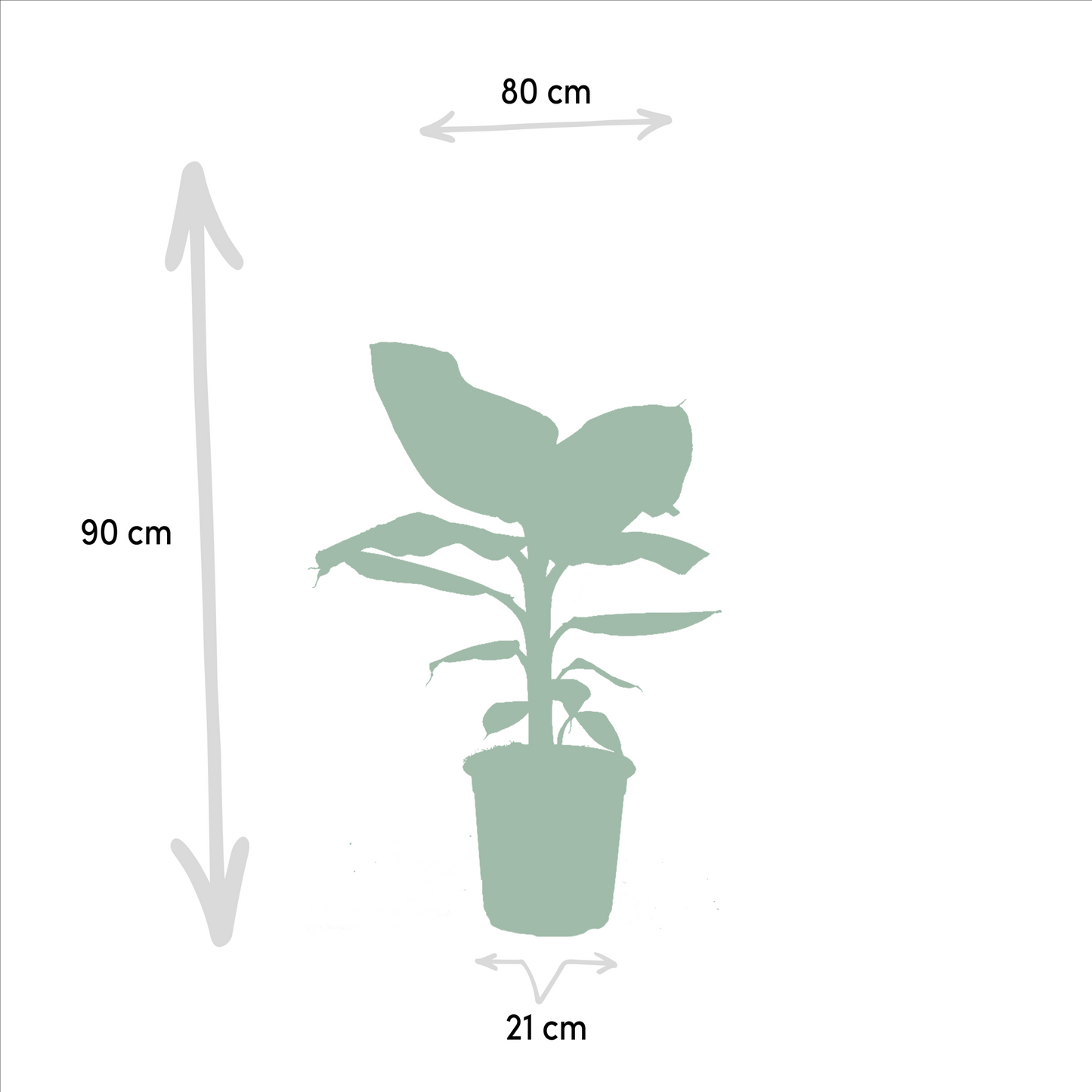 Tropen-Set: Monstera, Alocasia, Strelitzie & Musa (75-85 cm)