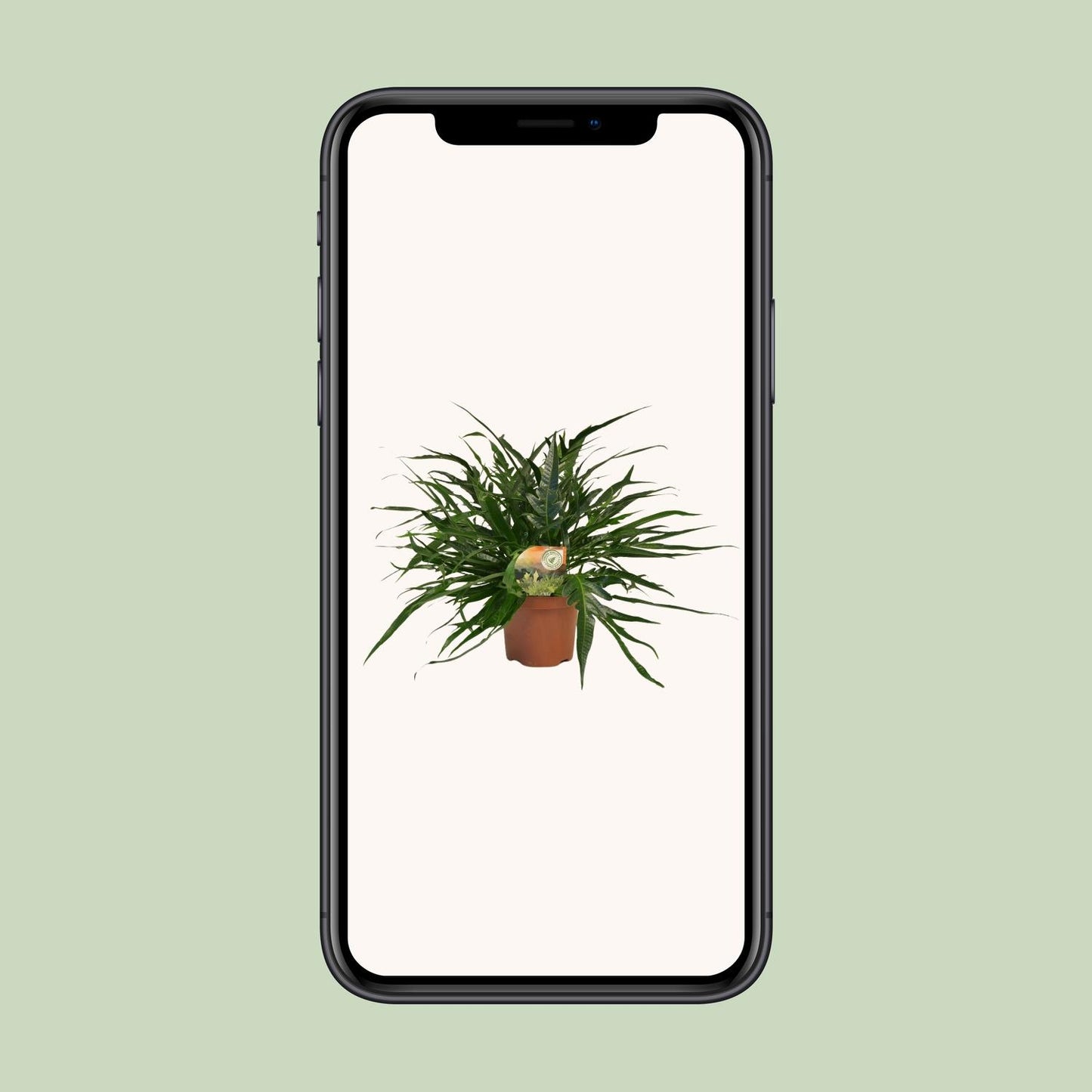 Aglaomorpha Coronans Jim – Eleganter Santa Rosa Farn Ø19cm