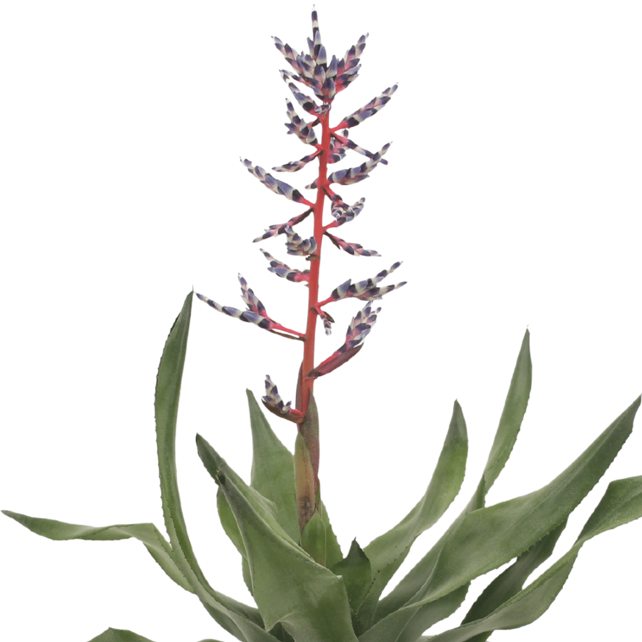 2x Aechmea Blue Rain – Pflegeleichte Tube Bromelie 45cm