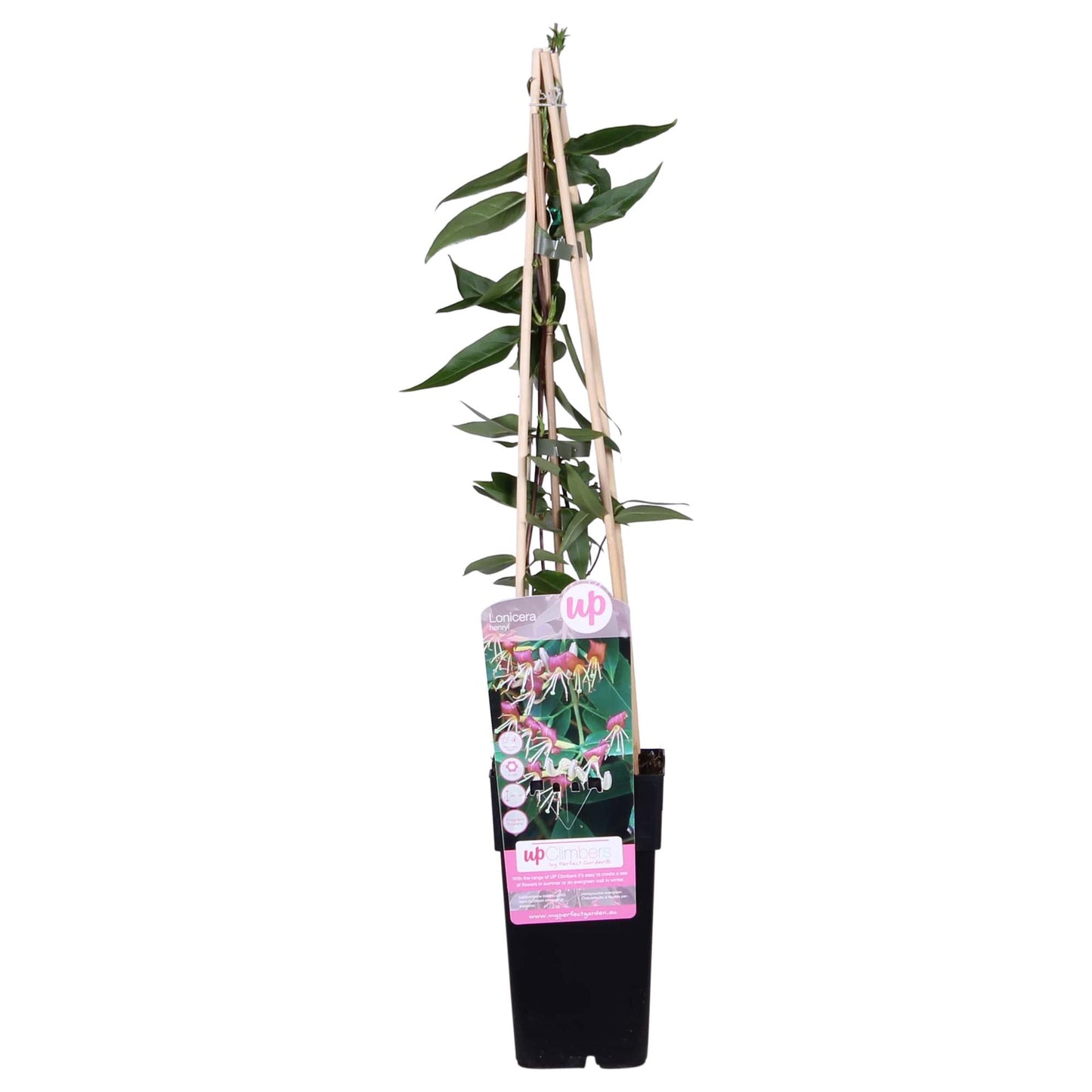 Lonicera henryi – Immergrünes Kletter-Geißblatt Ø15cm