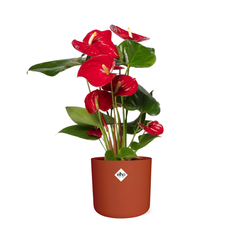 Anthurium Red 12cm in ELHO b.for soft rond 14cm Brique