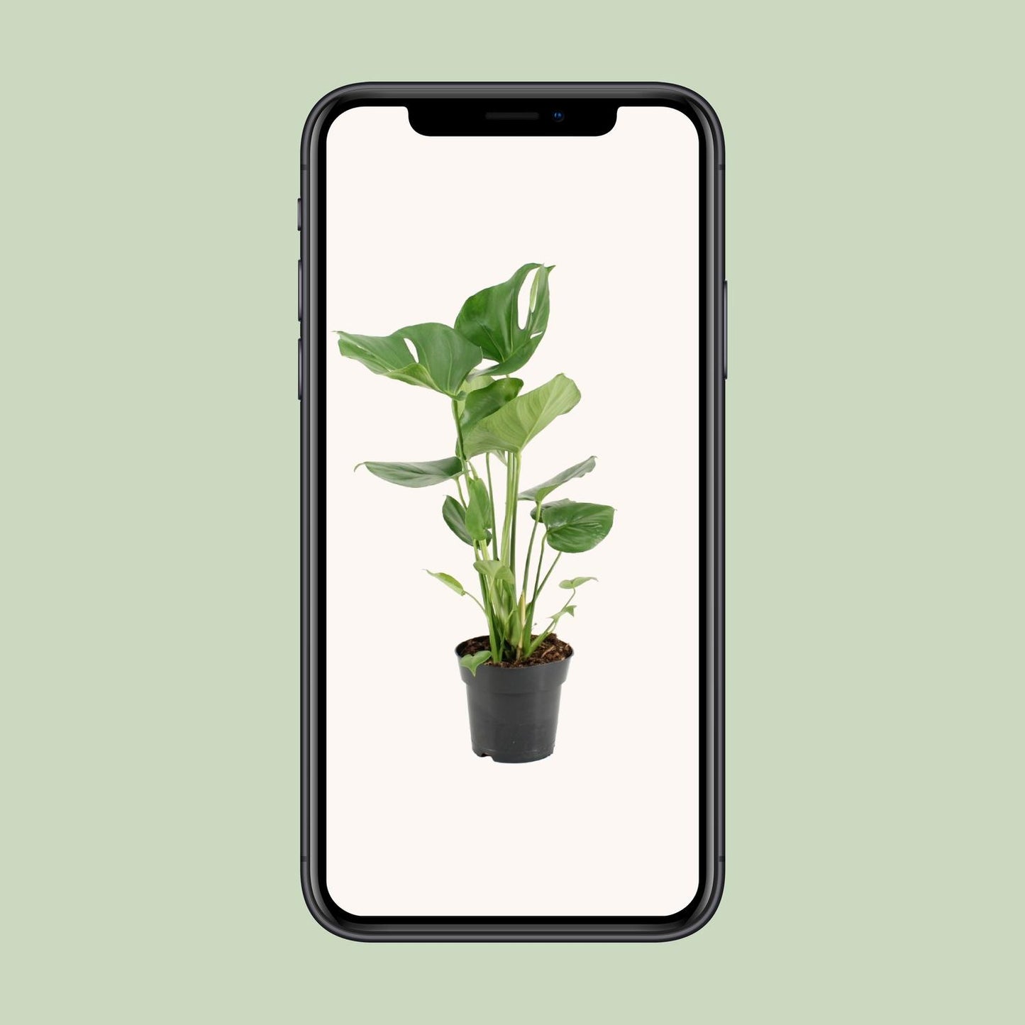 Monstera Deliciosa – Pflegeleichte Trendpflanze Ø17cm