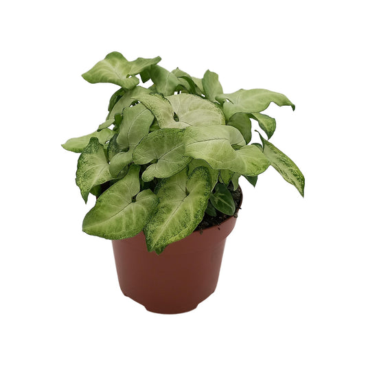 Syngonium 'White Butterfly' – kompakte Pfeilblatt-Rebe Ø13cm